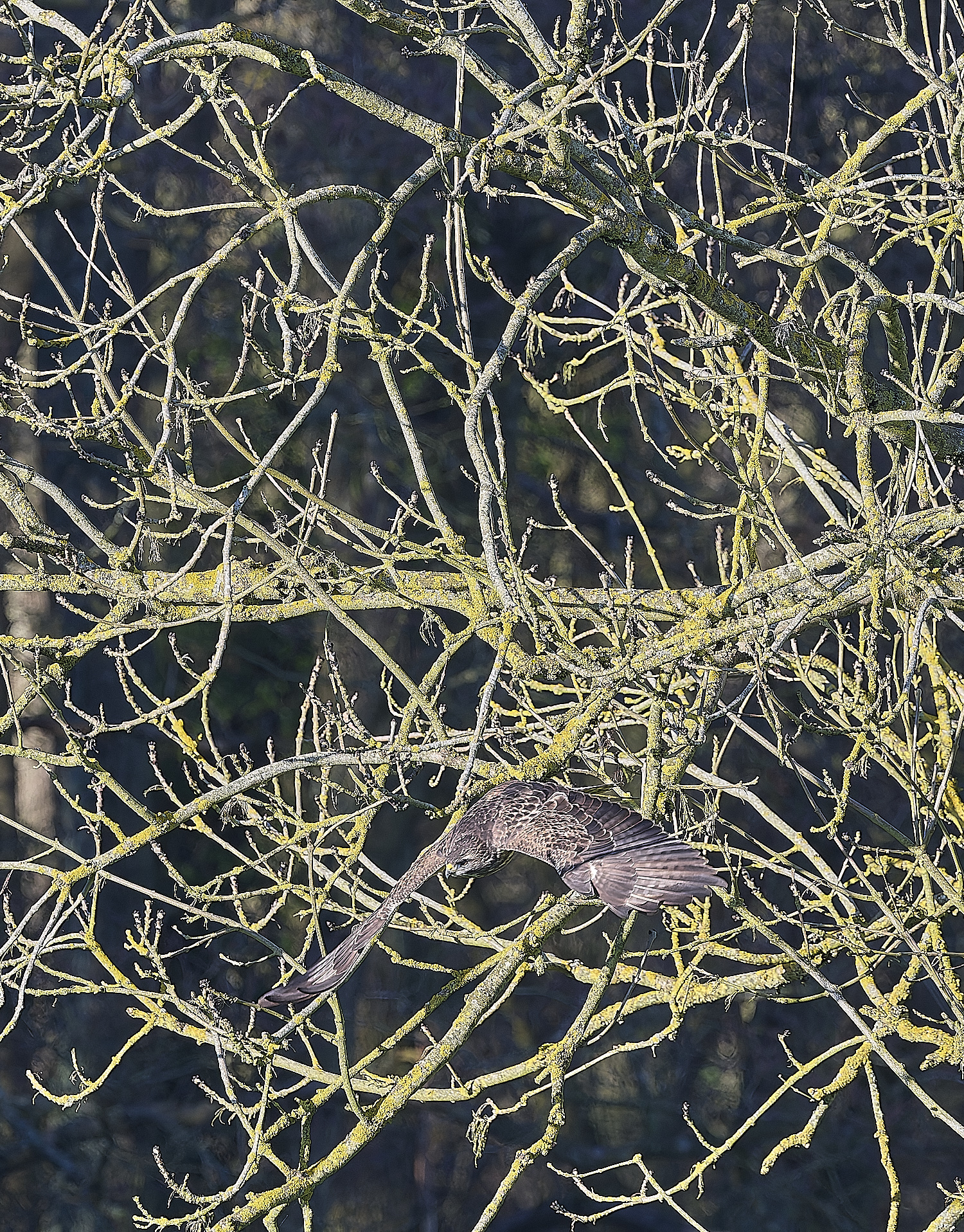HanworthBuzzard070124-10
