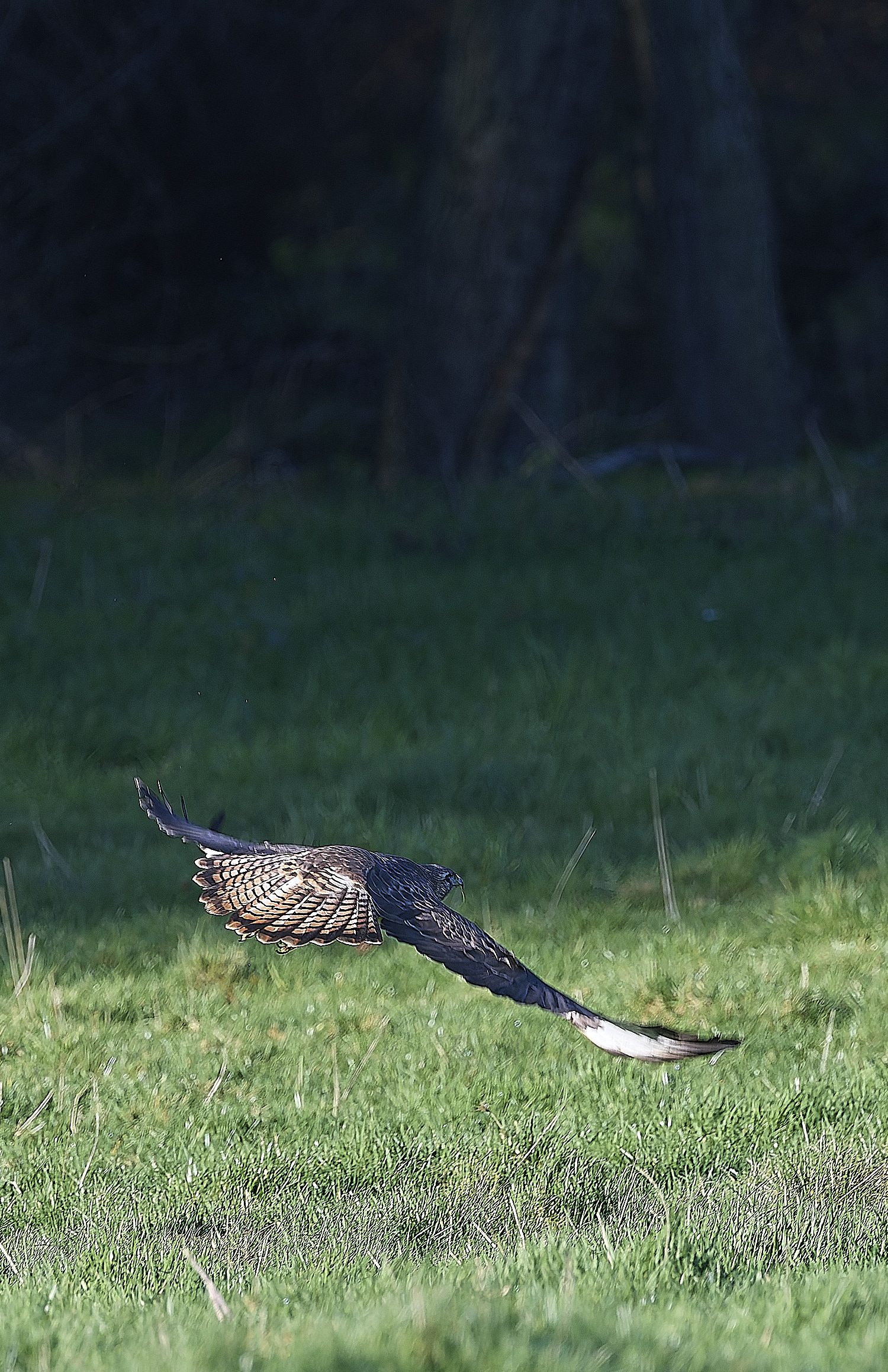 HanworthBuzzard070124-11