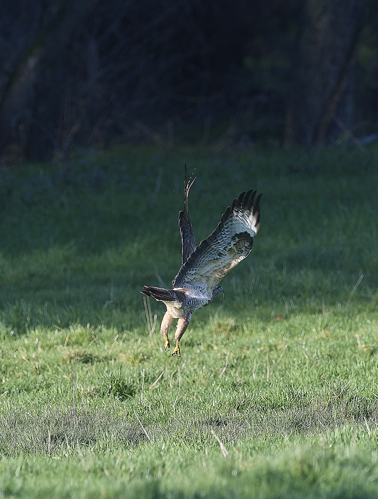 HanworthBuzzard070124-12