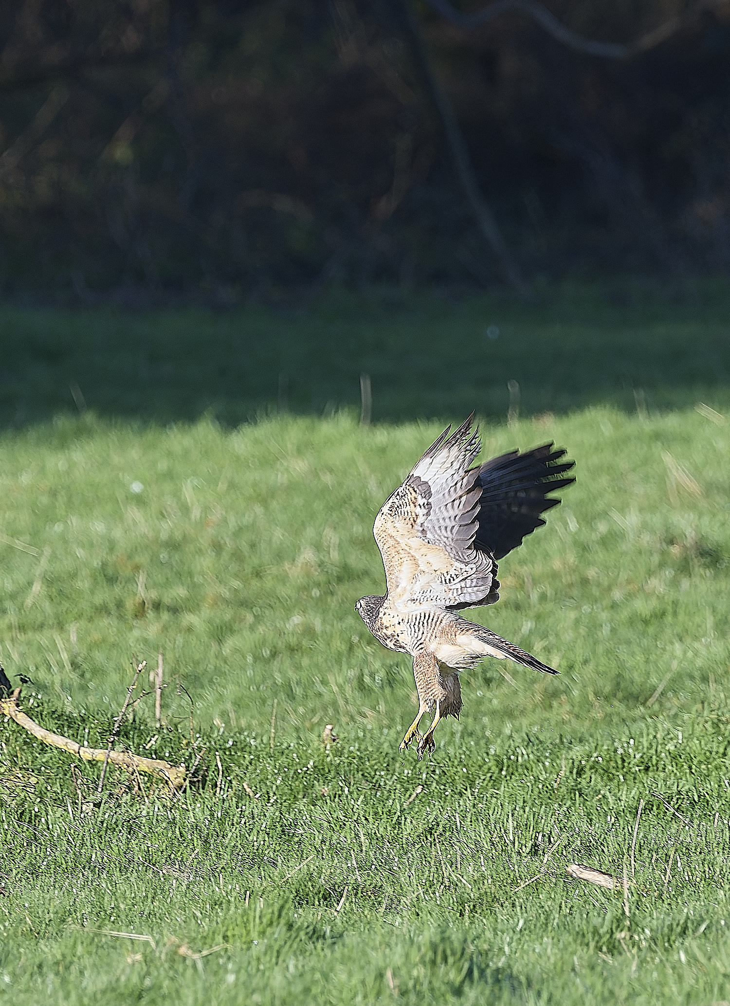HanworthBuzzard070124-13
