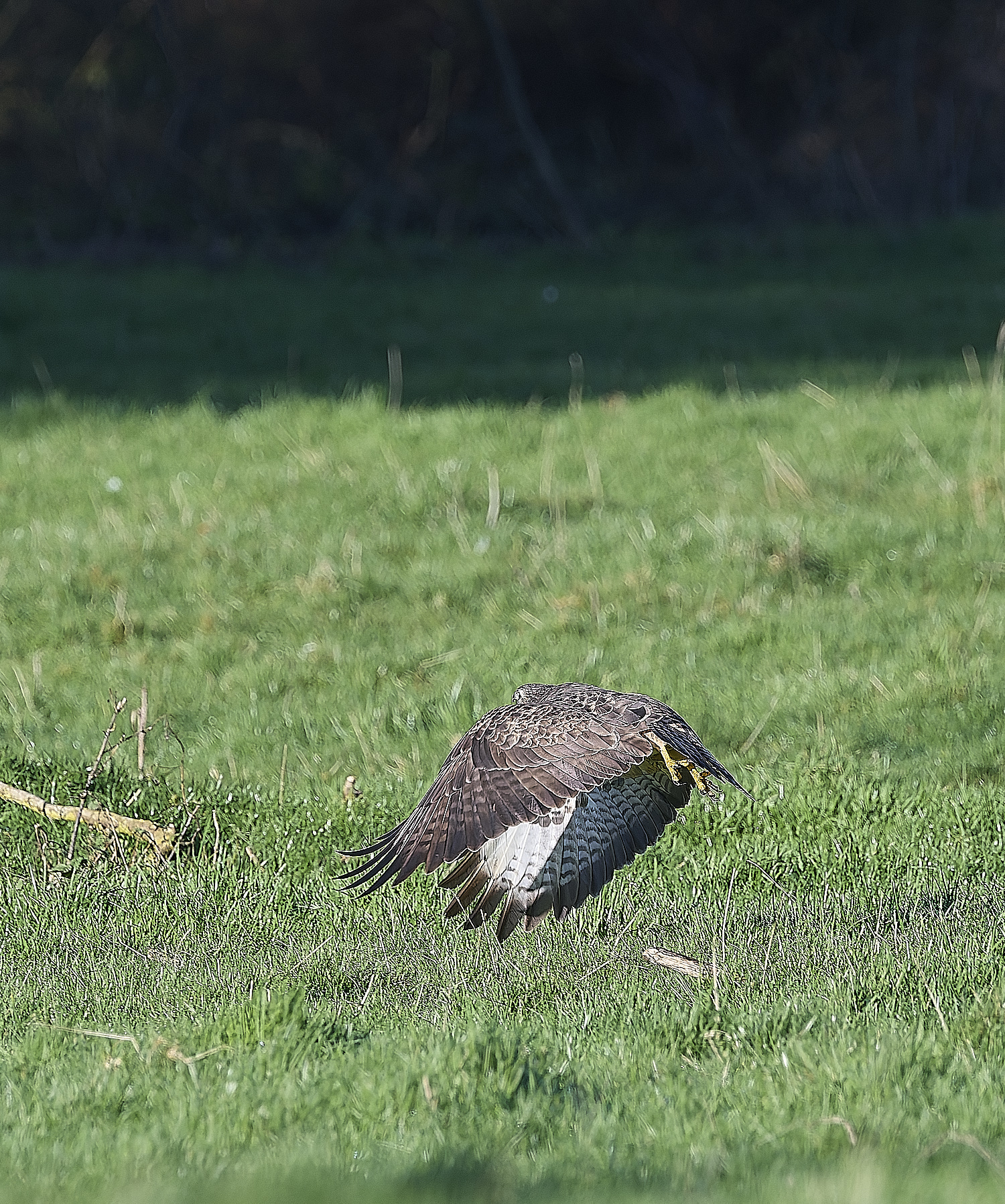 HanworthBuzzard070124-14