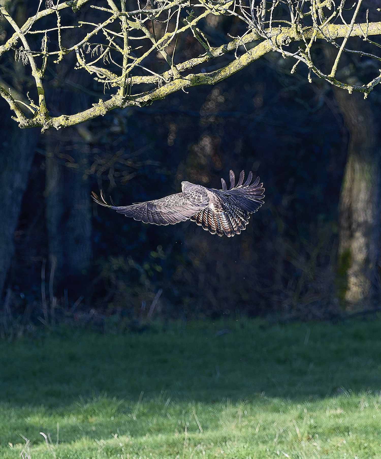 HanworthBuzzard070124-2