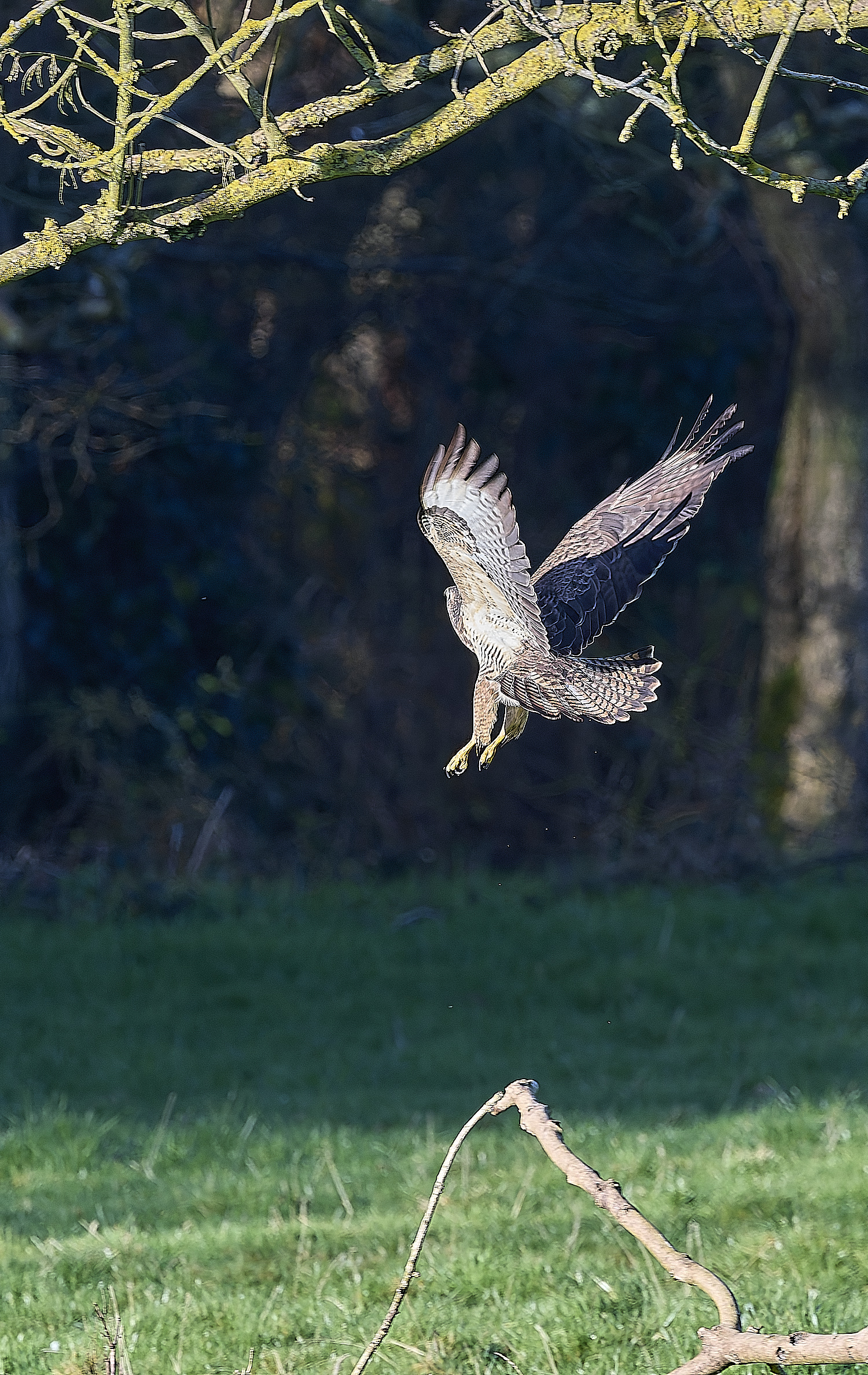 HanworthBuzzard070124-3