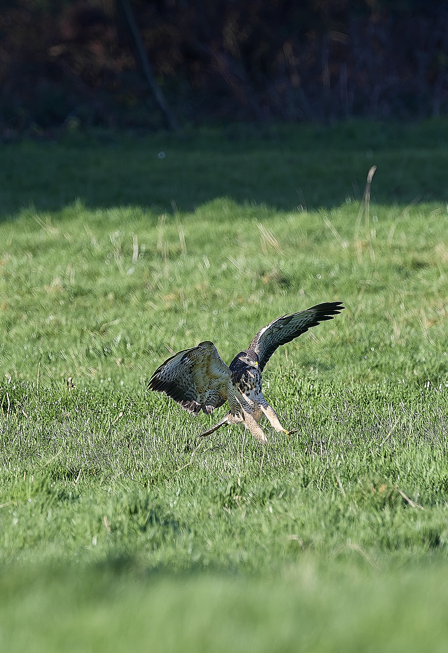 HanworthBuzzard070124-4
