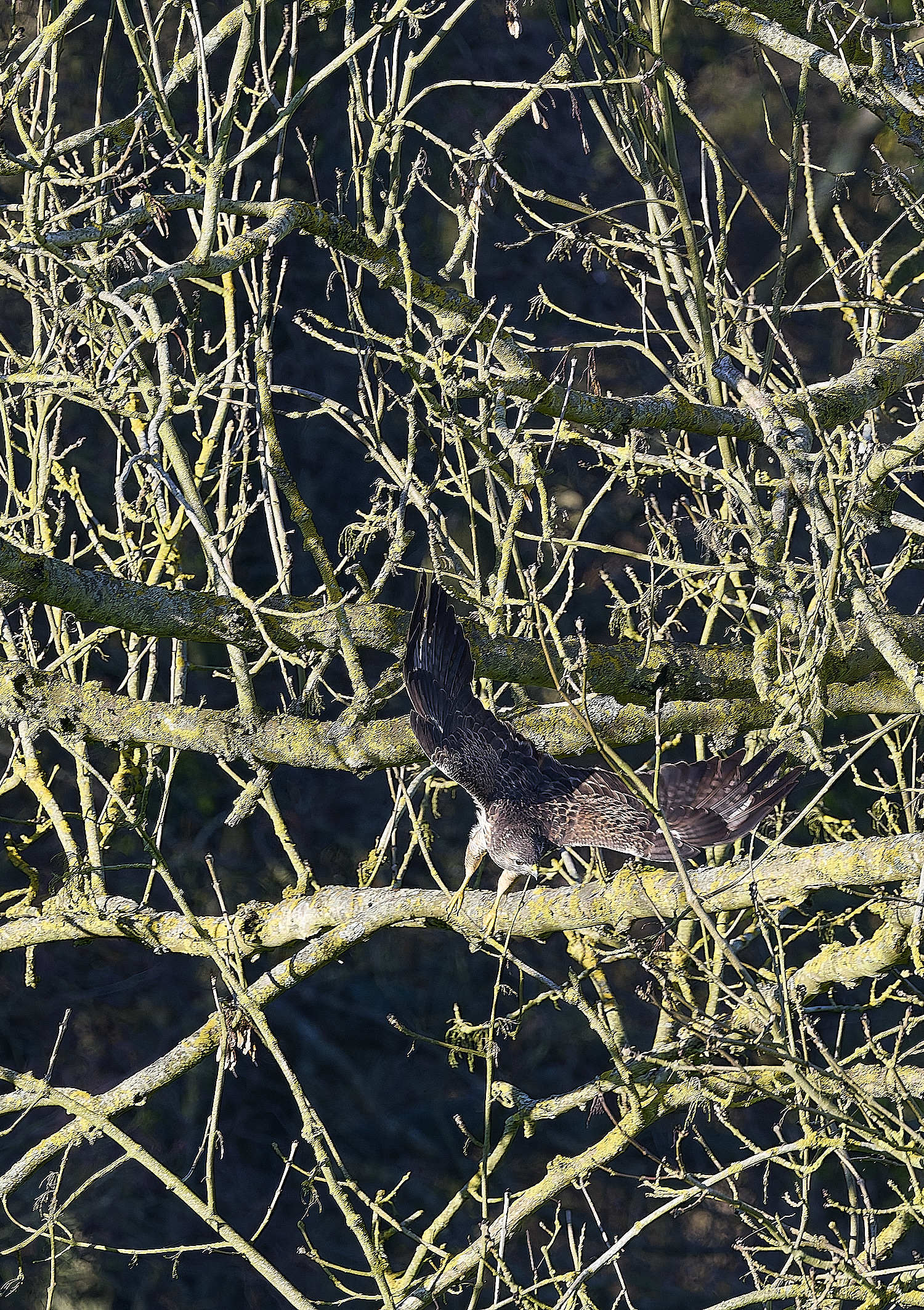 HanworthBuzzard070124-5