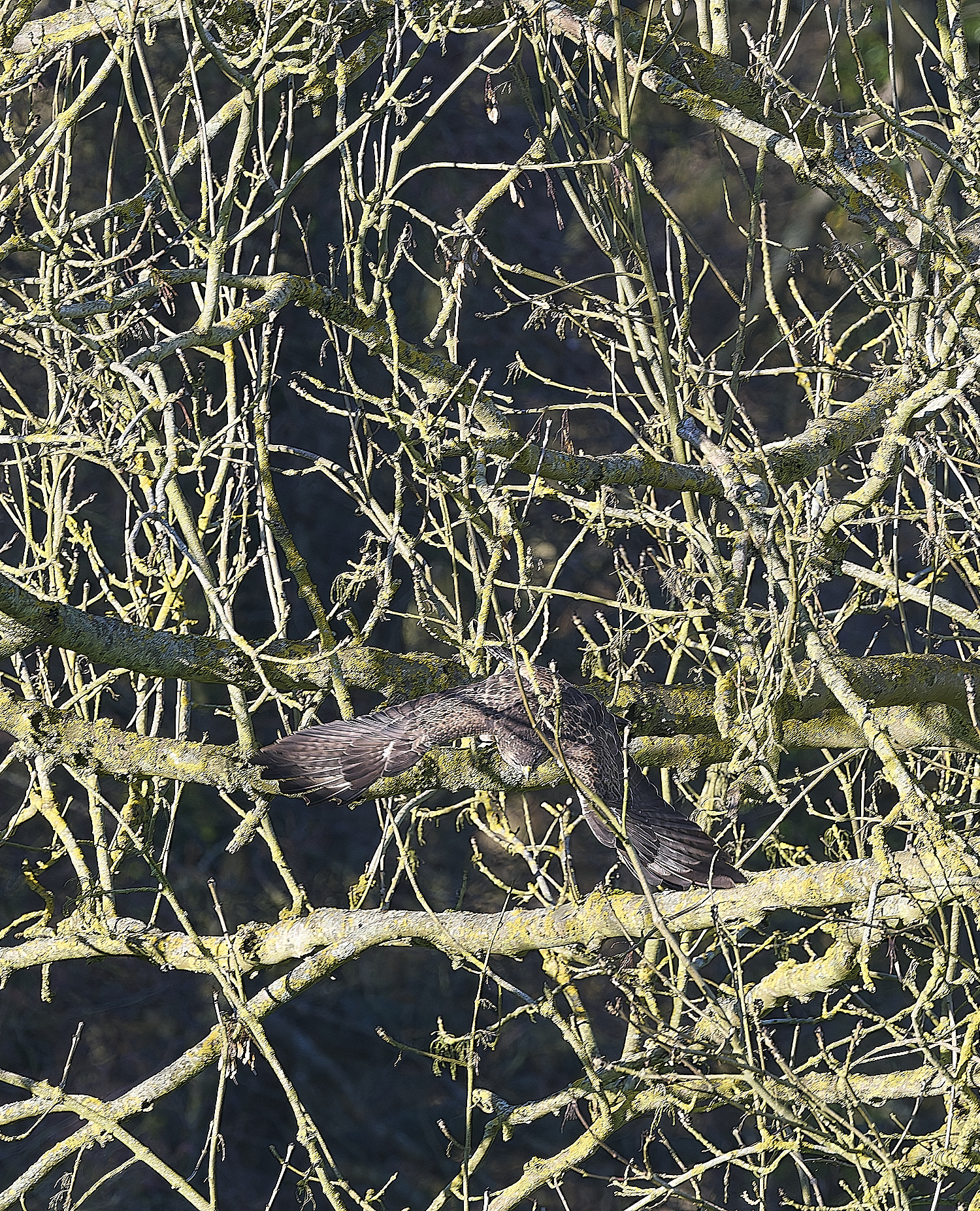 HanworthBuzzard070124-6
