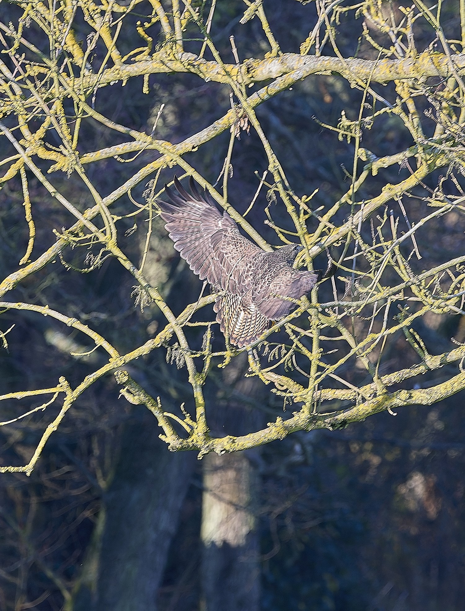 HanworthBuzzard070124-7