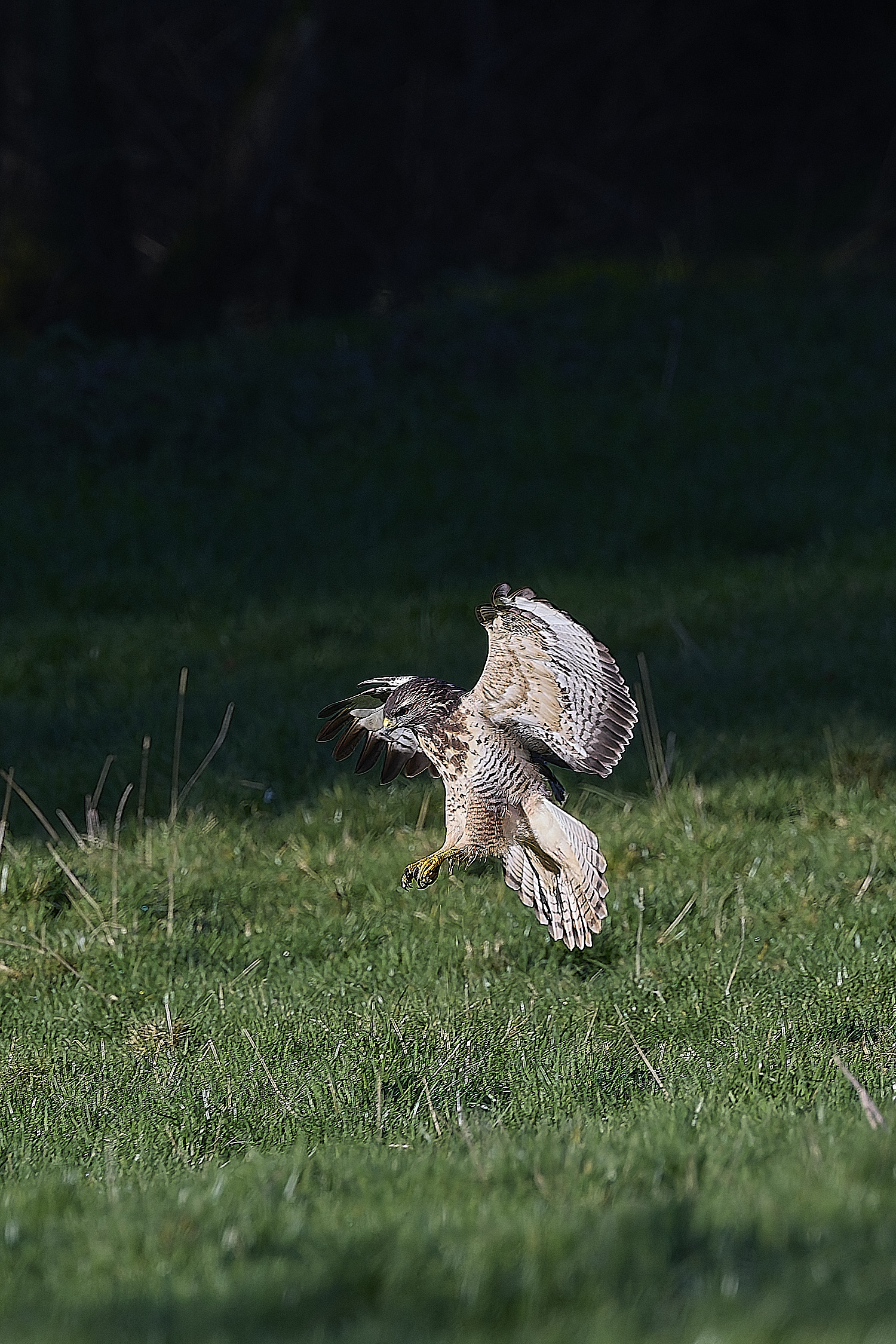 HanworthBuzzard070124-8