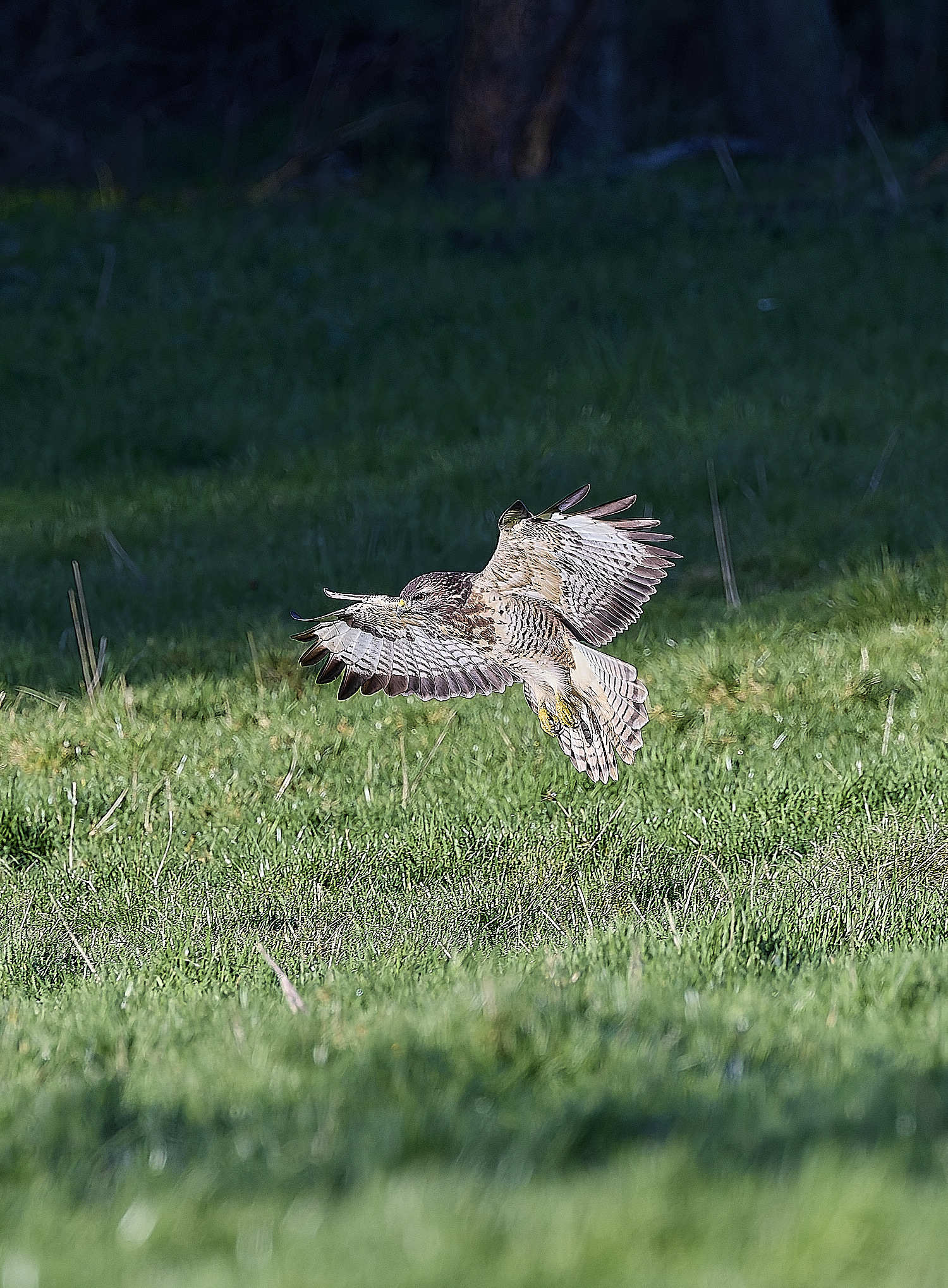 HanworthBuzzard070124-9
