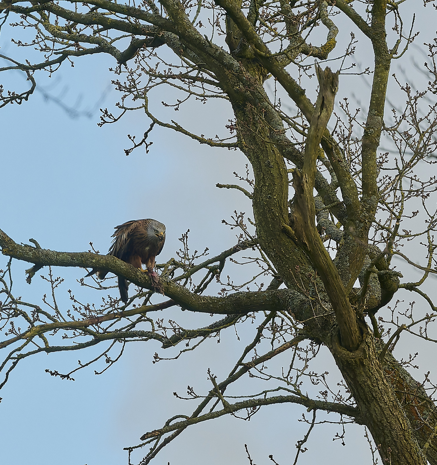 HanworthRedKite130325-1