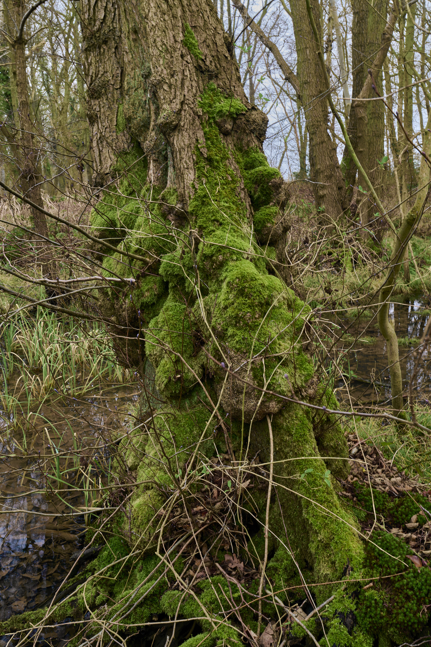 HinderclayFen090225-3