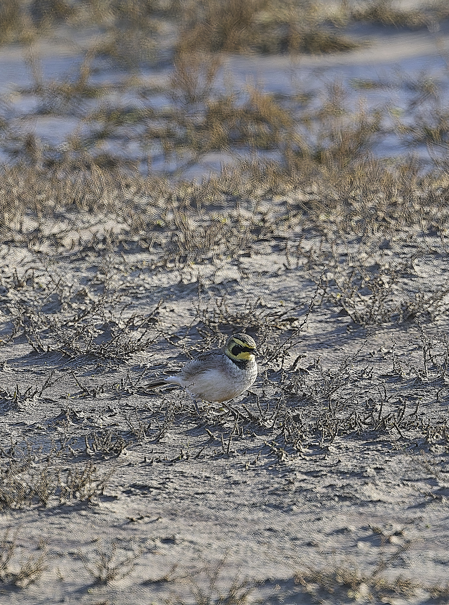 HolkhamShoreLark100125-1 1
