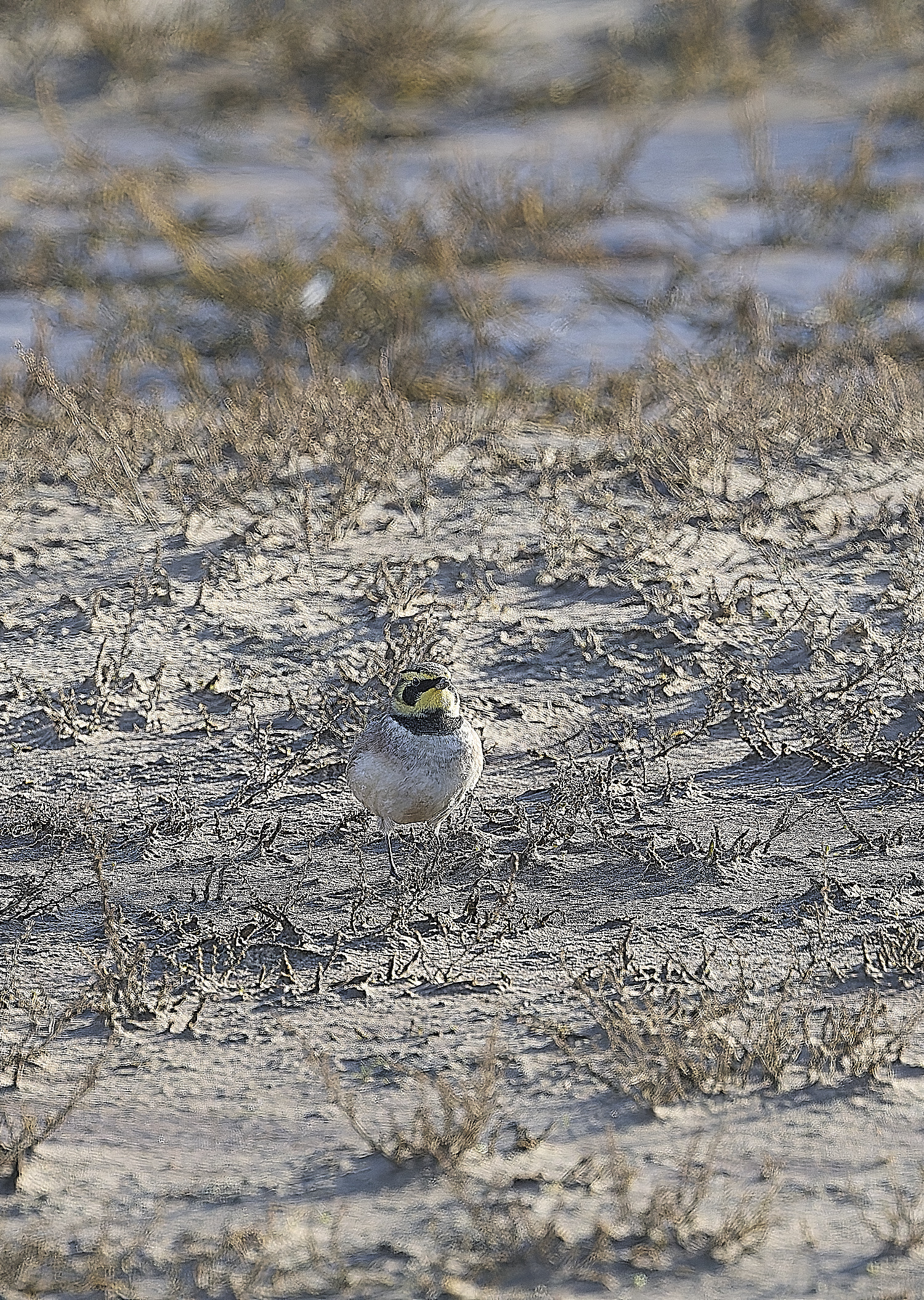 HolkhamShoreLark100125-2 1