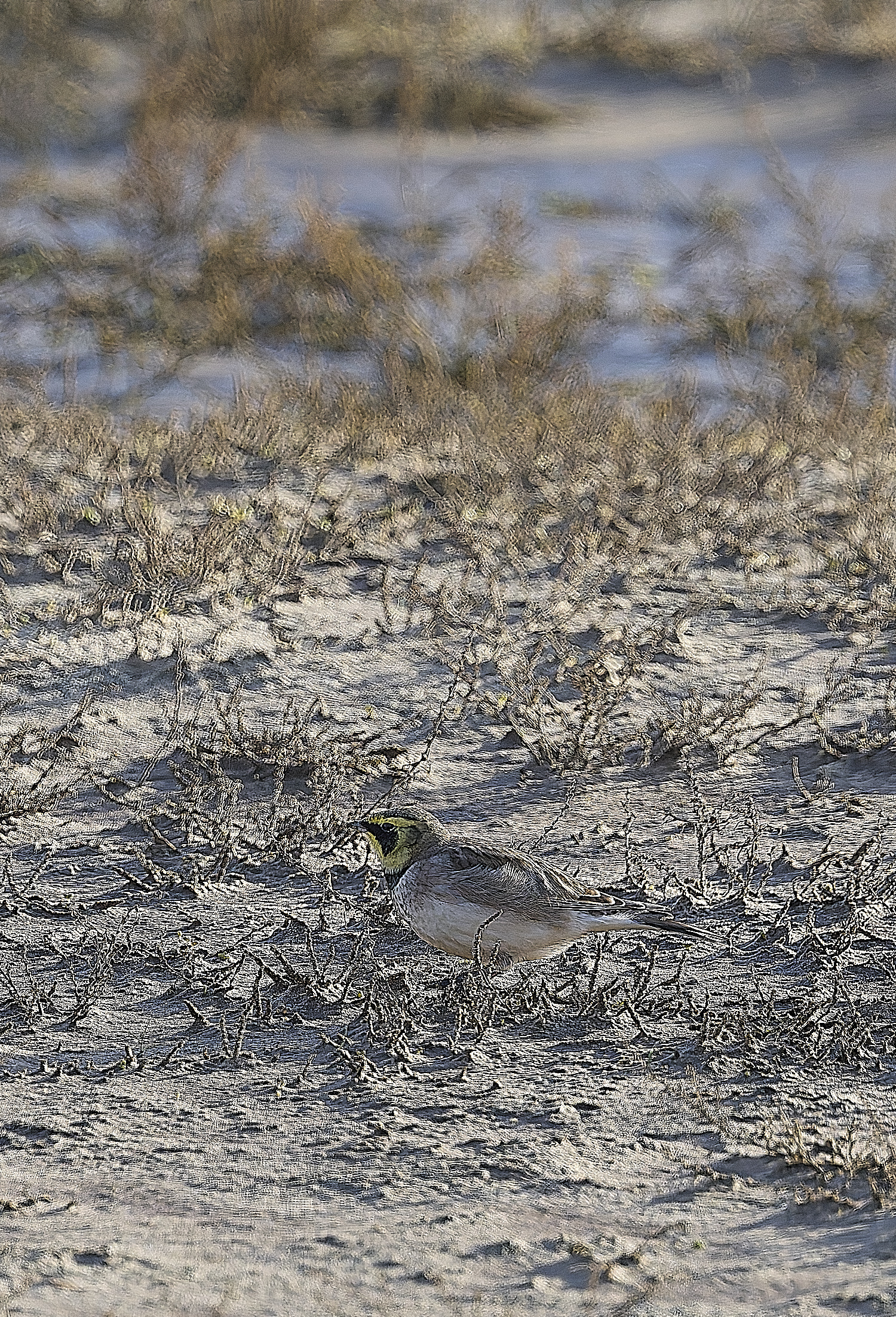 HolkhamShoreLark100125-3 1