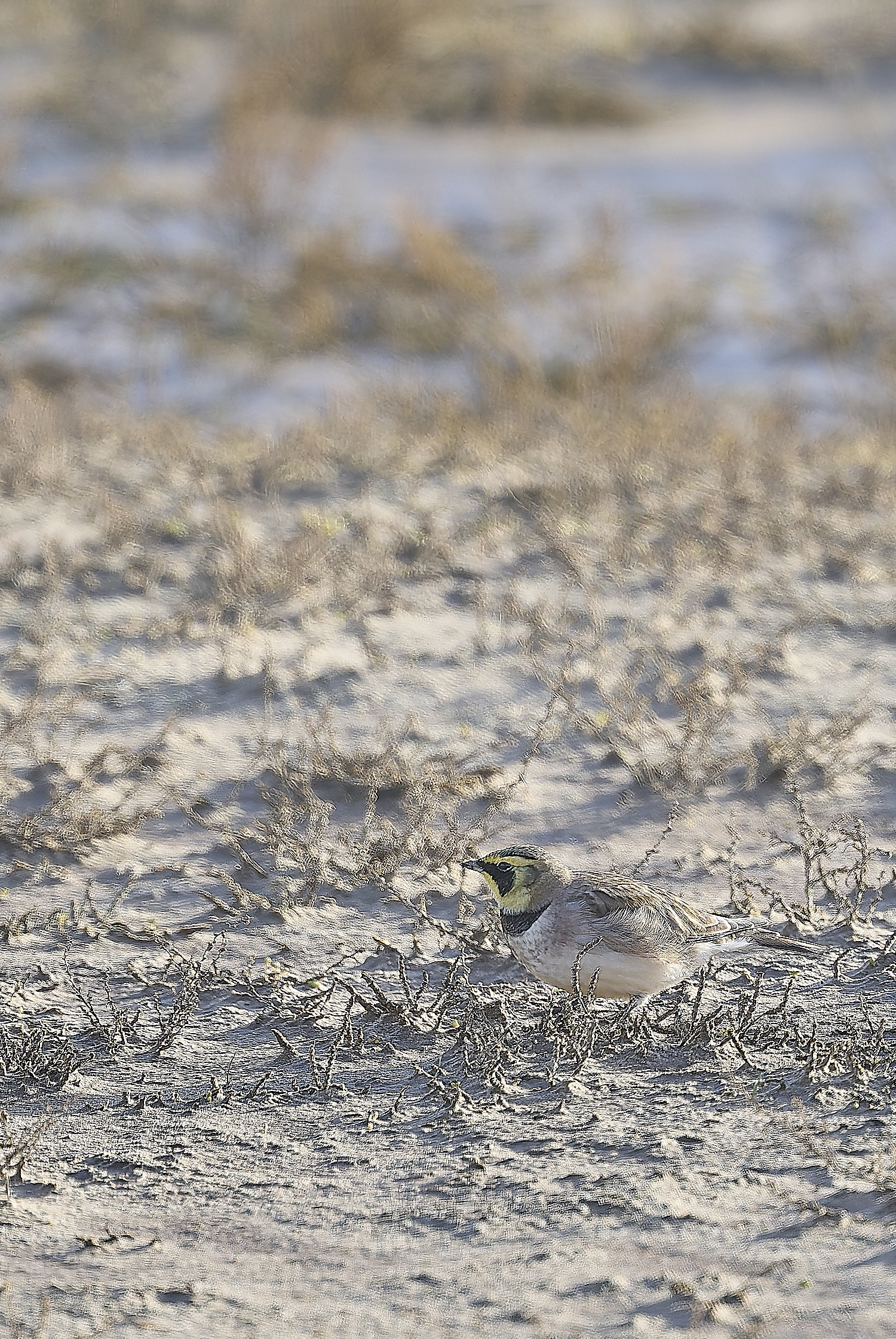 HolkhamShoreLark100125-4 1