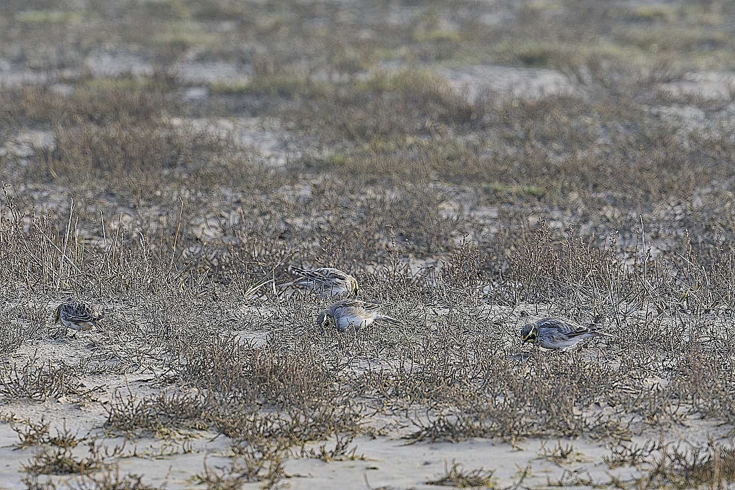 HolkhamShoreLark100125-5 1