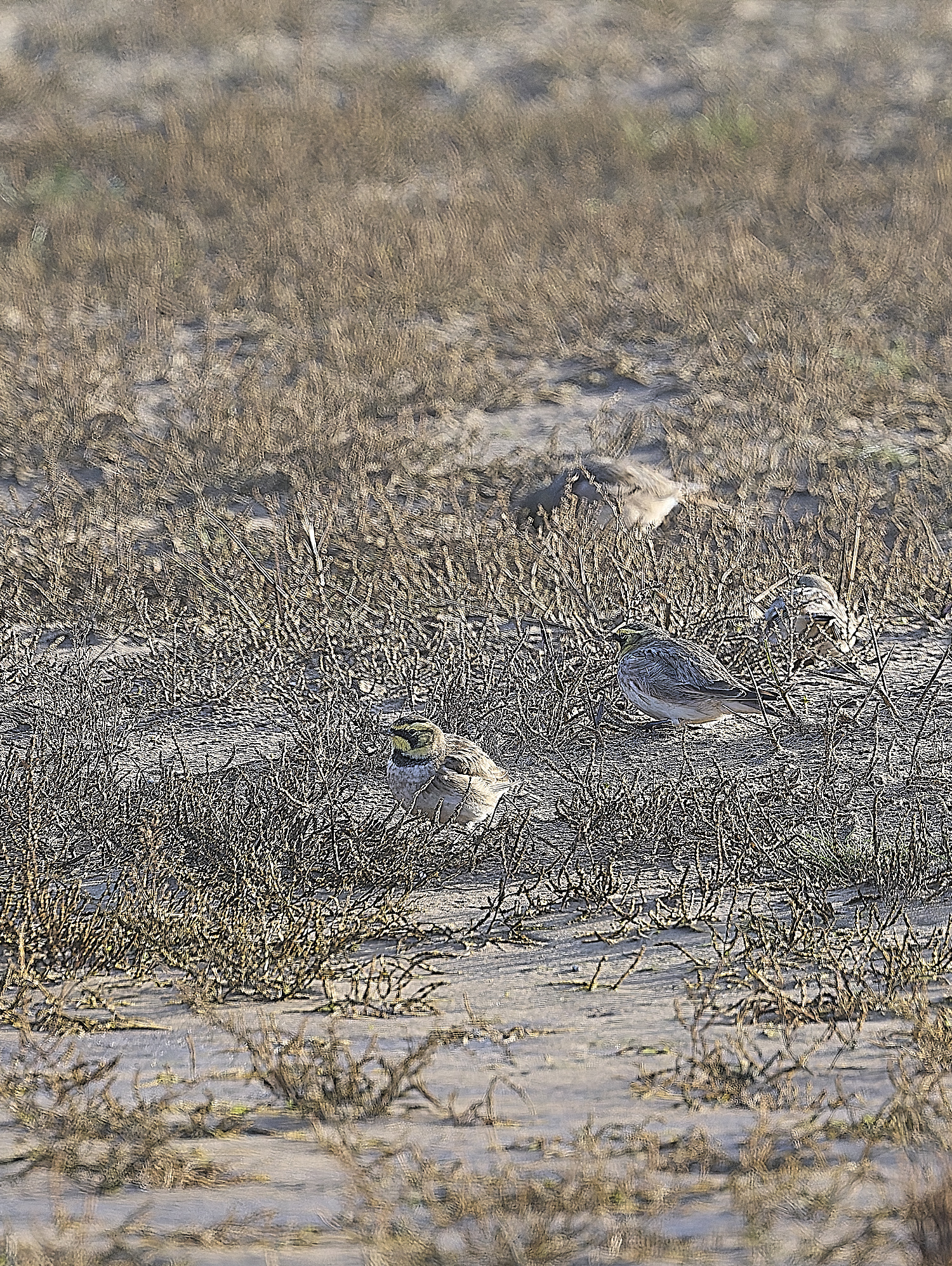 HolkhamShoreLark100125-6 1
