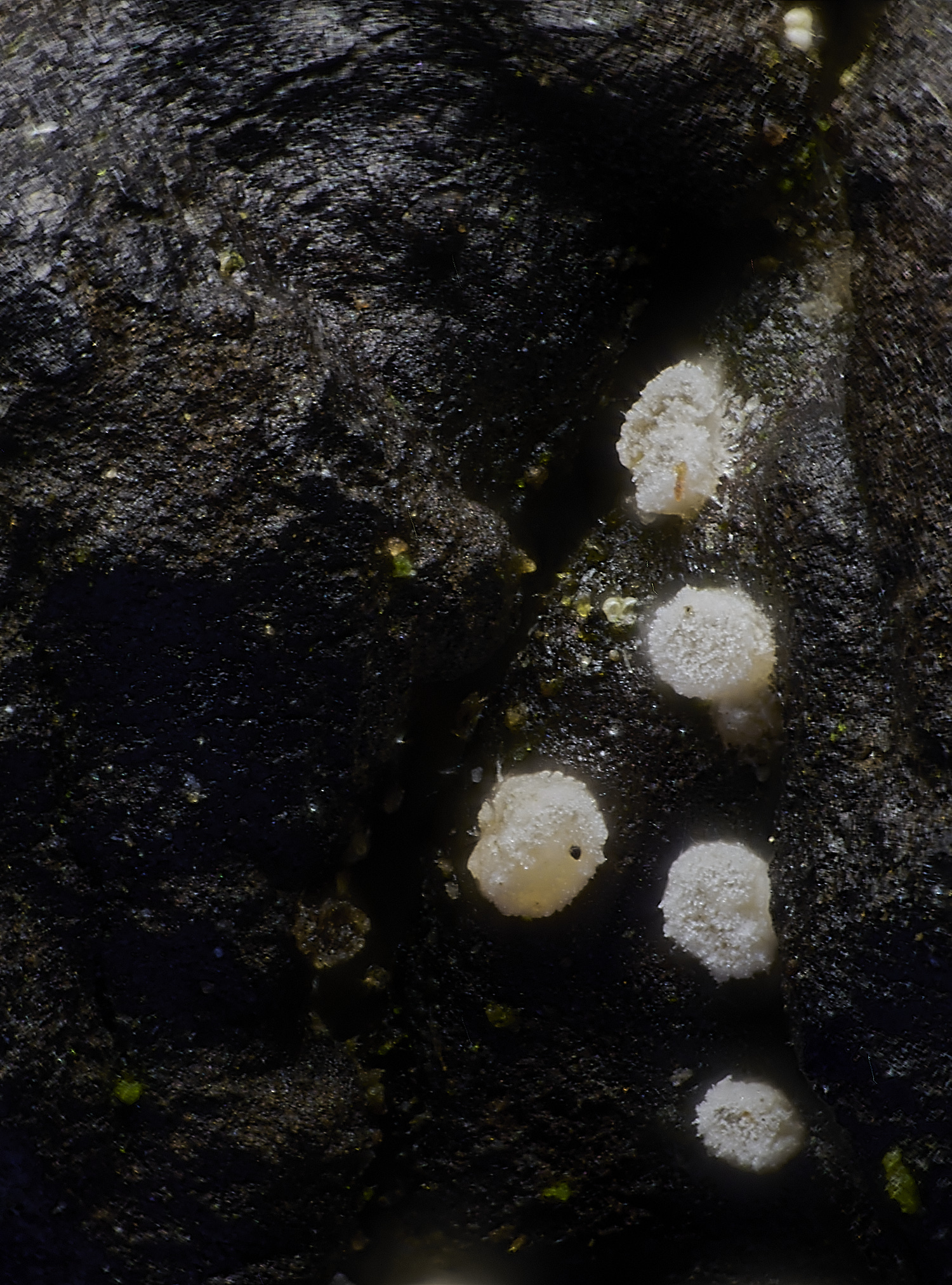 HovetonPpruinosa0125-4