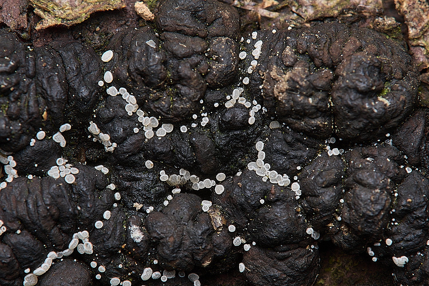 HovetonStewart0125-1 1