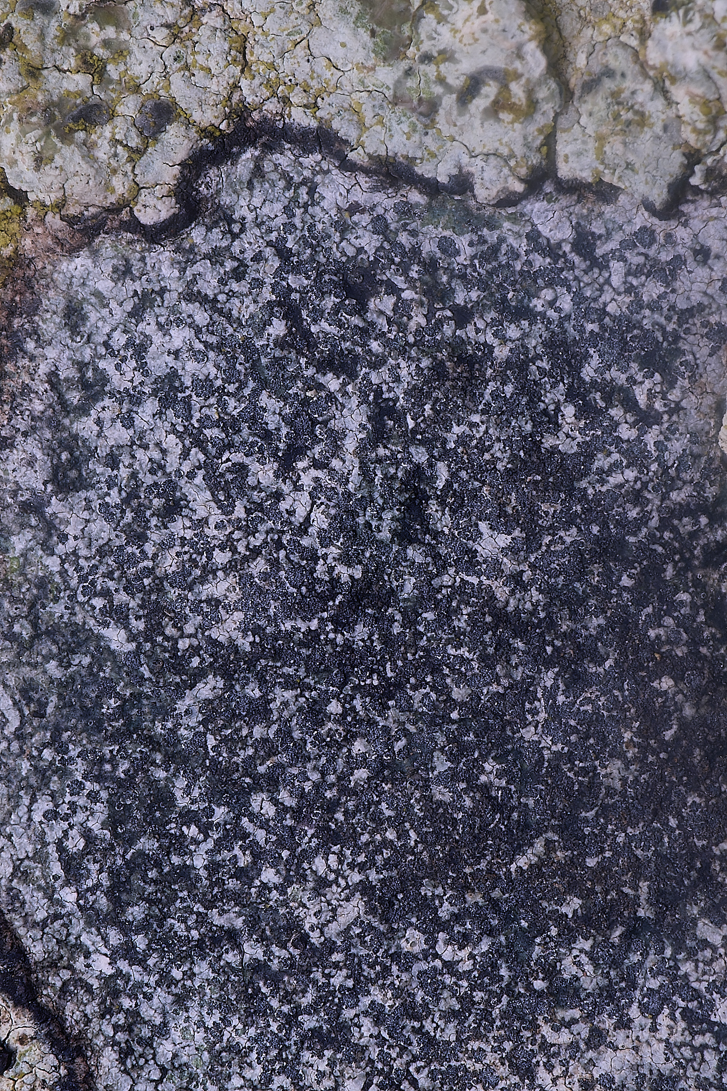 IngowrthLichen2060225-1