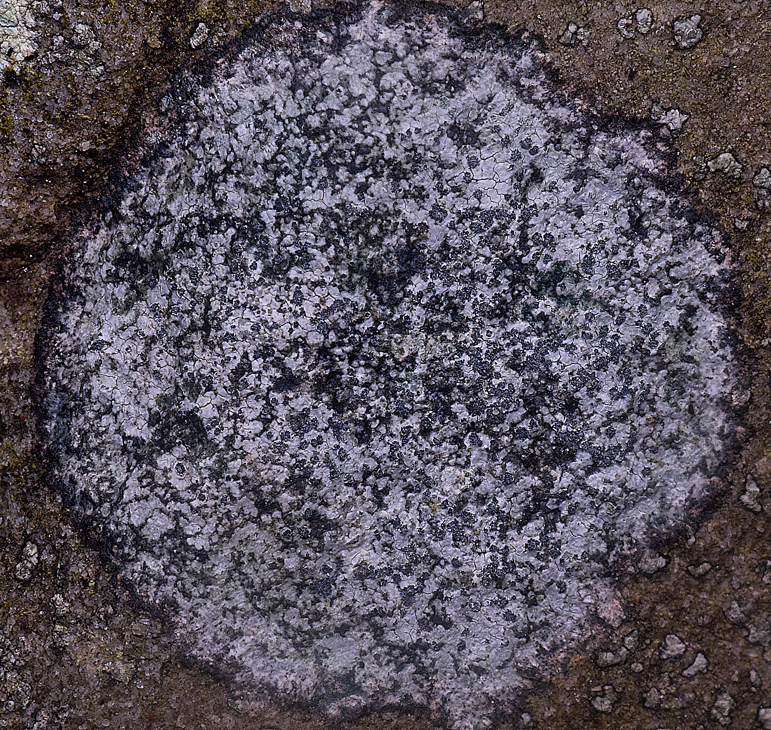 IngowrthLichen2060225-2