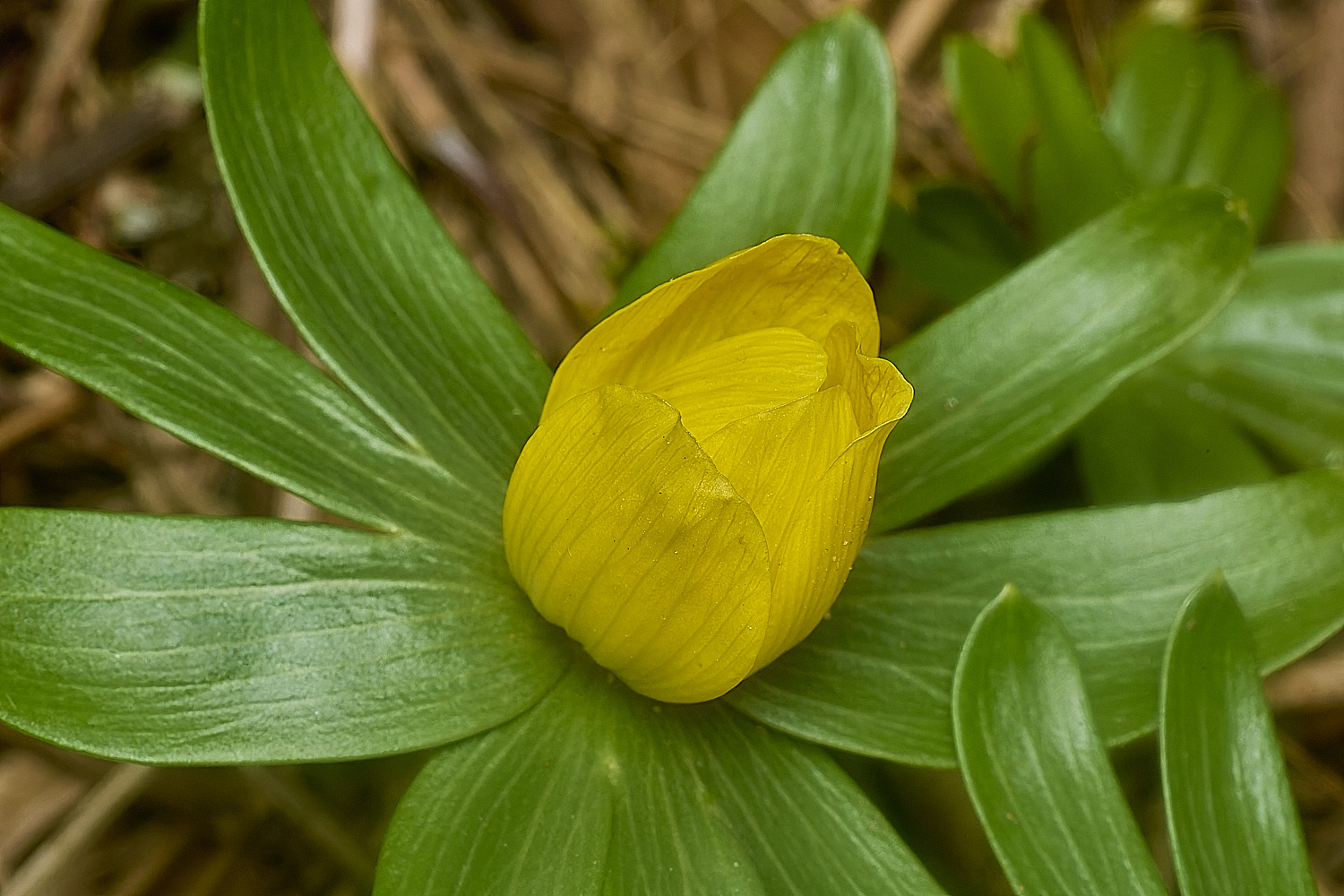 IngworthAconite210125-1