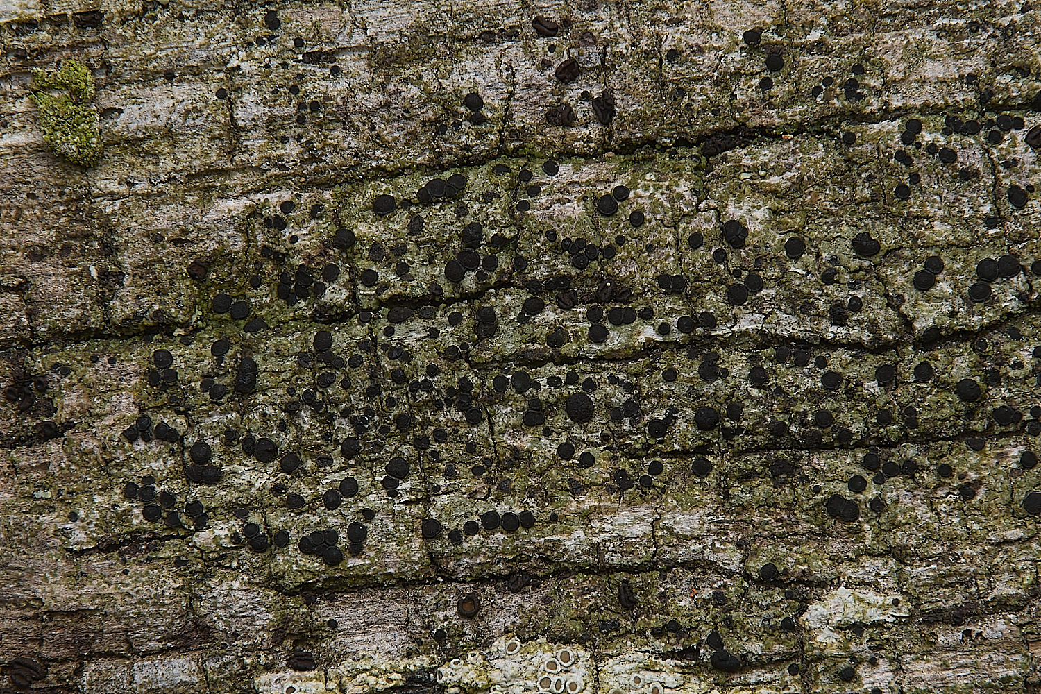 IngworthAmandineapunctata290125-1