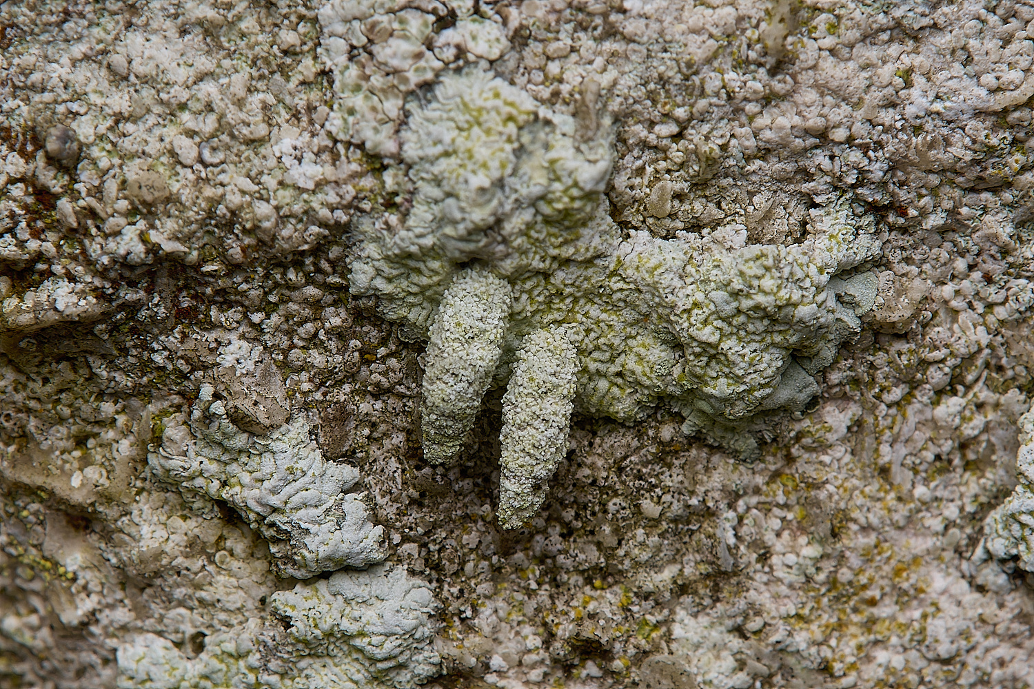 IngworthBagWorm290125-1