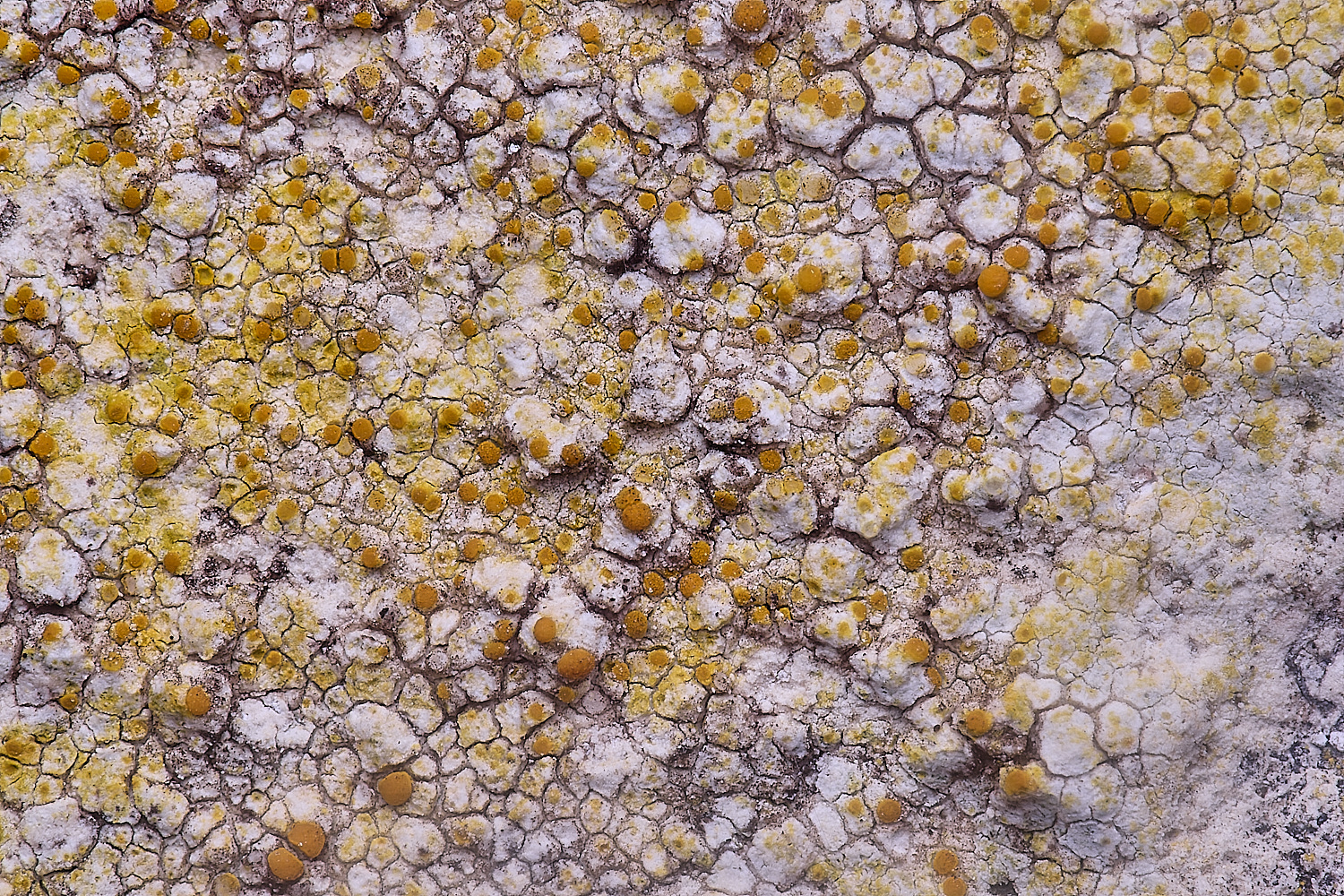 IngworthLichen10060225-1