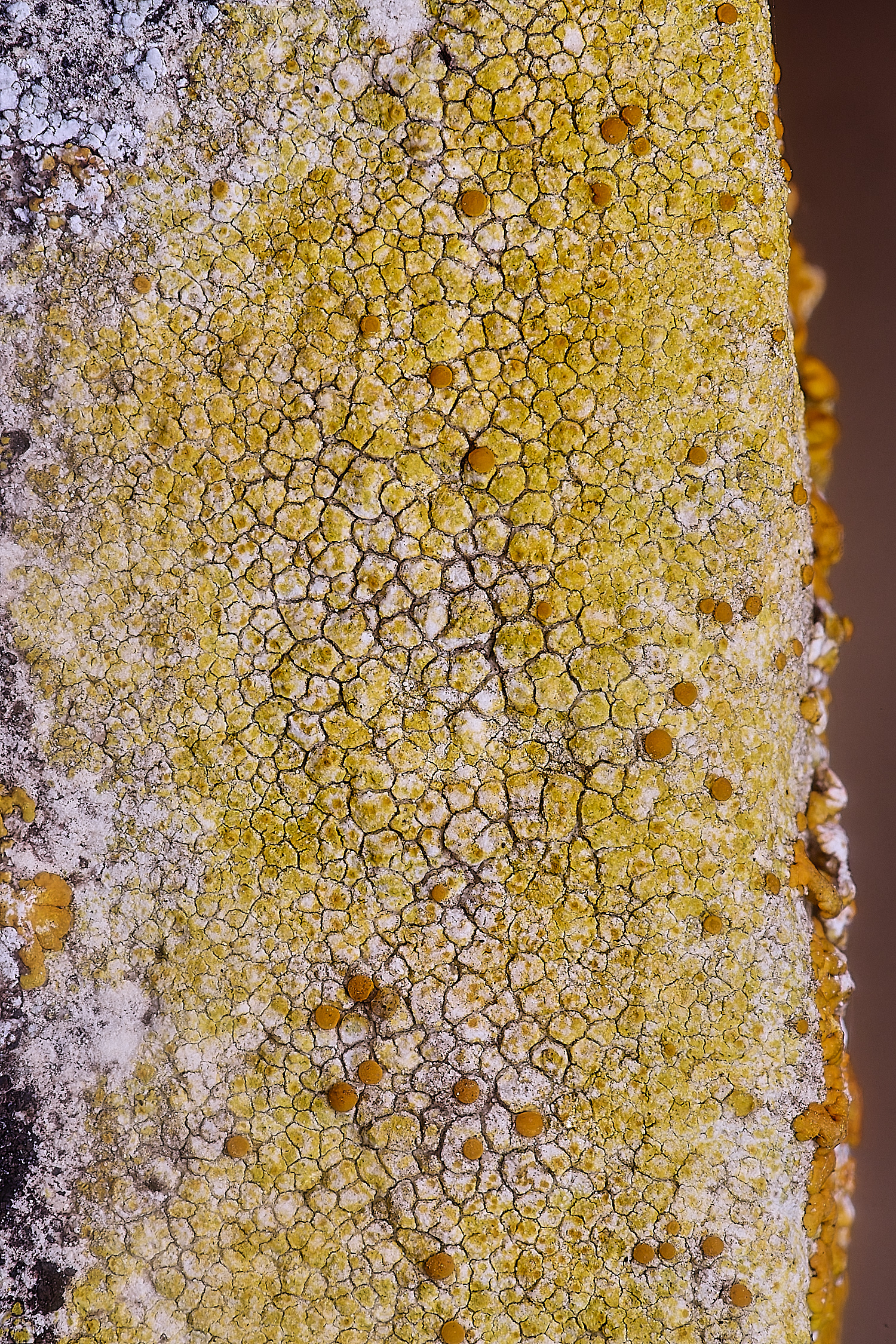 IngworthLichen10060225-2