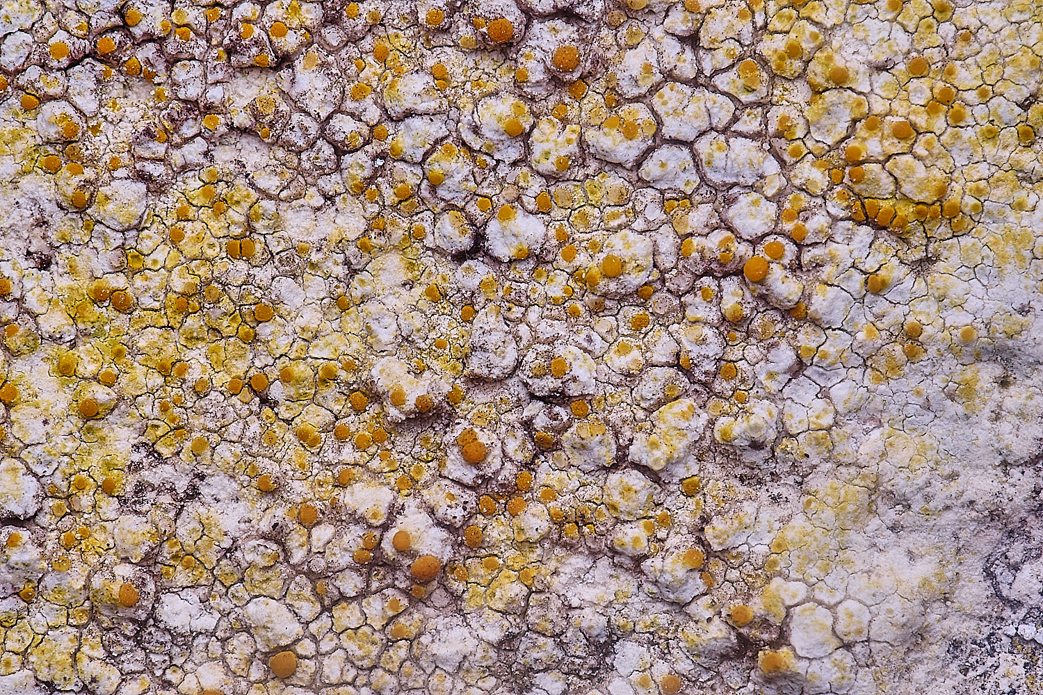 IngworthLichen10060225-3