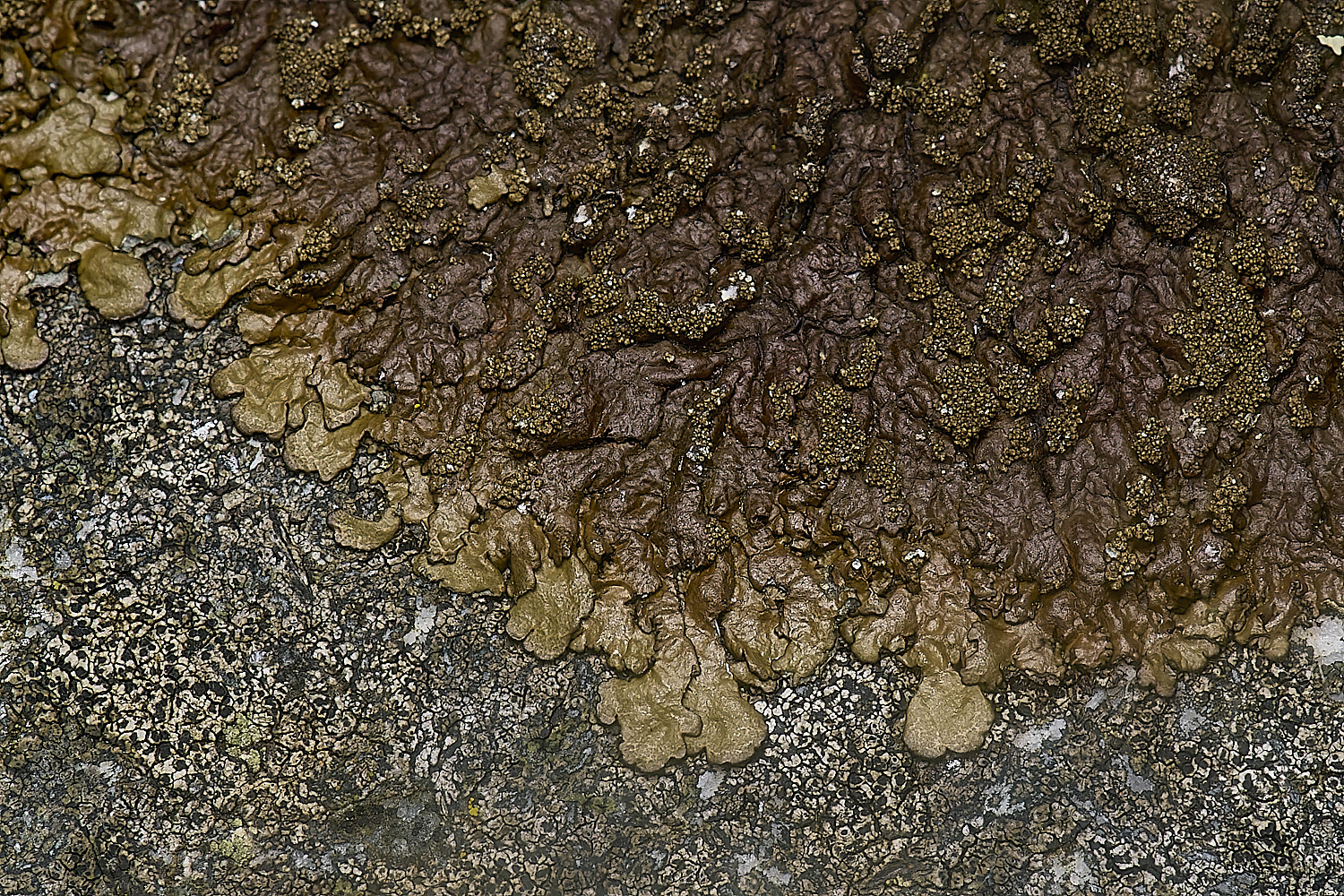 IngworthLichen10210125-1