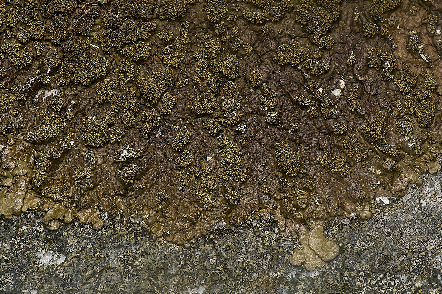 IngworthLichen10210125-2
