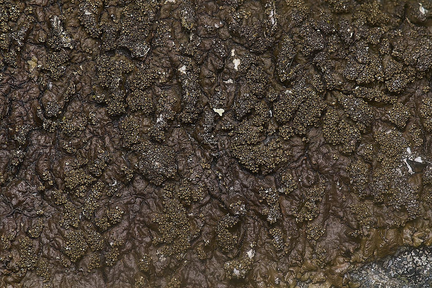 IngworthLichen10210125-3