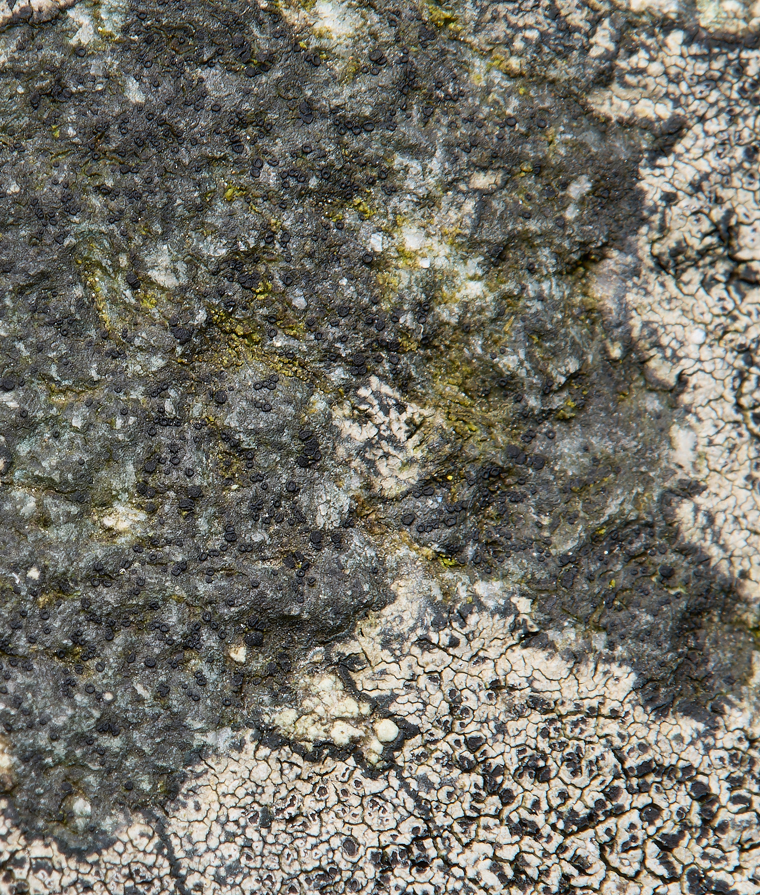 IngworthLichen10290125-1