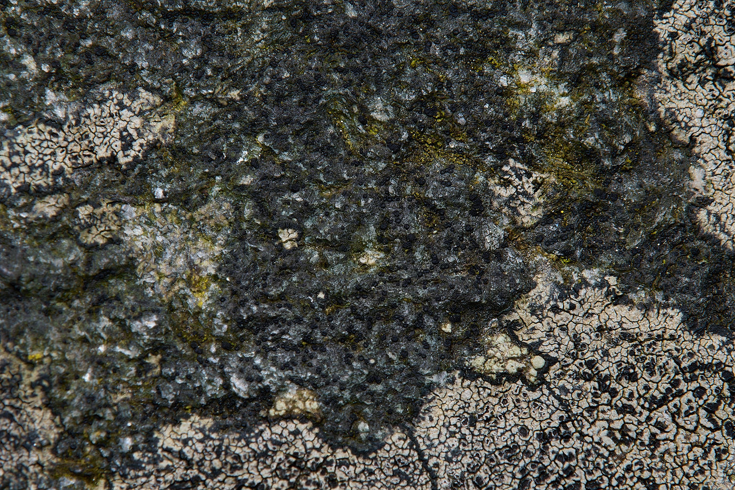 IngworthLichen10290125-2