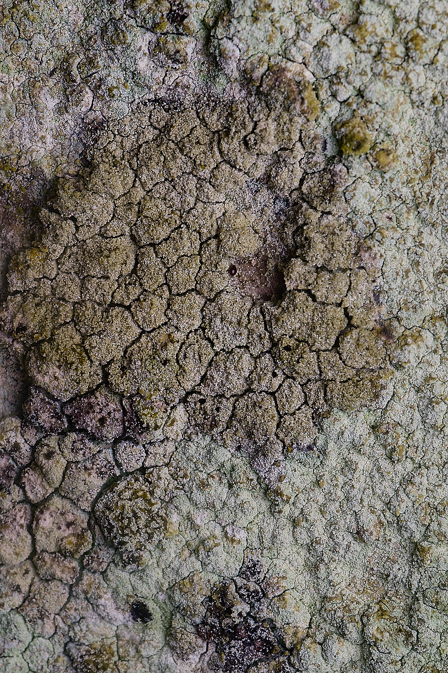 IngworthLichen1060225-1