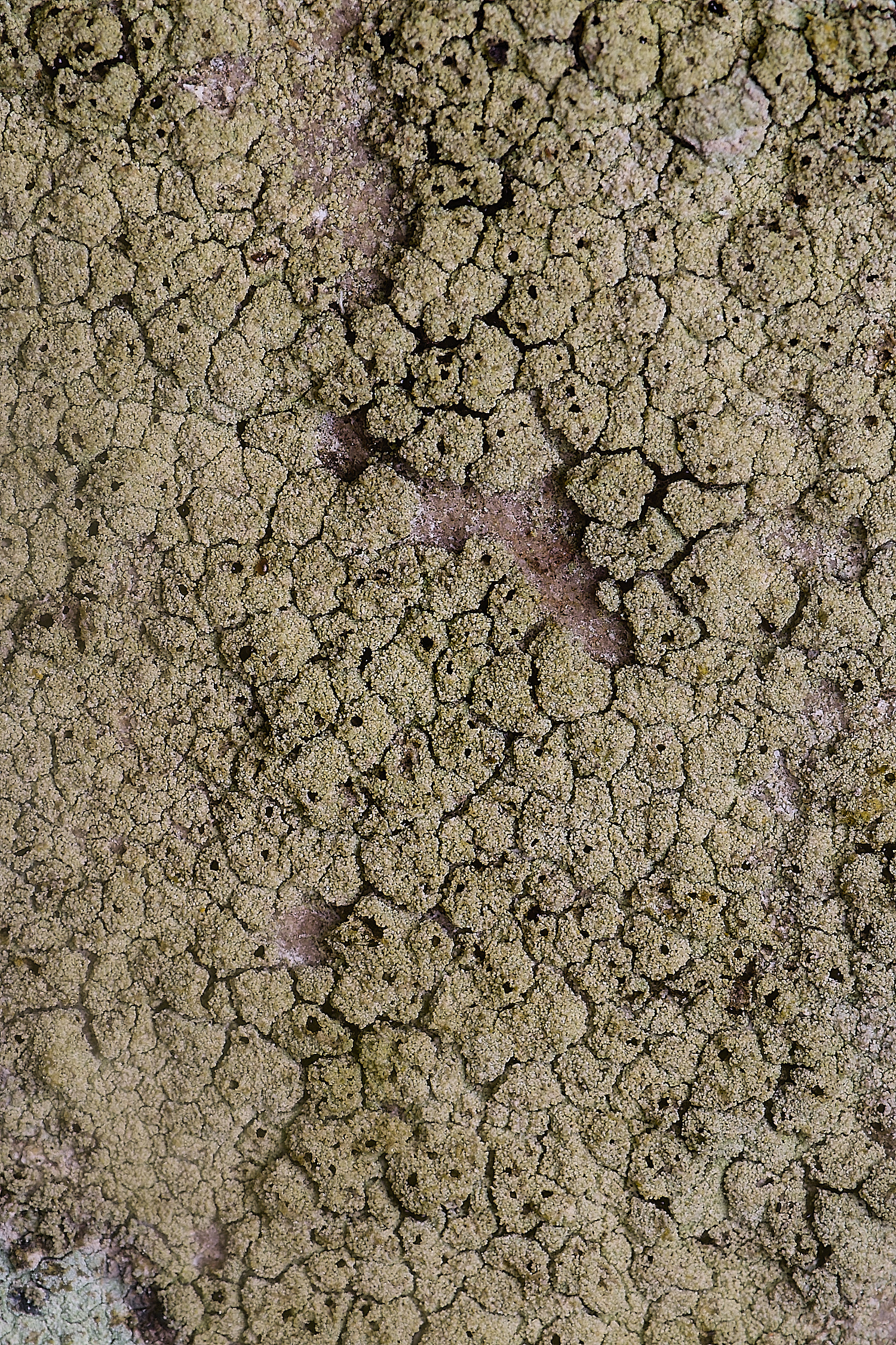 IngworthLichen1060225-2