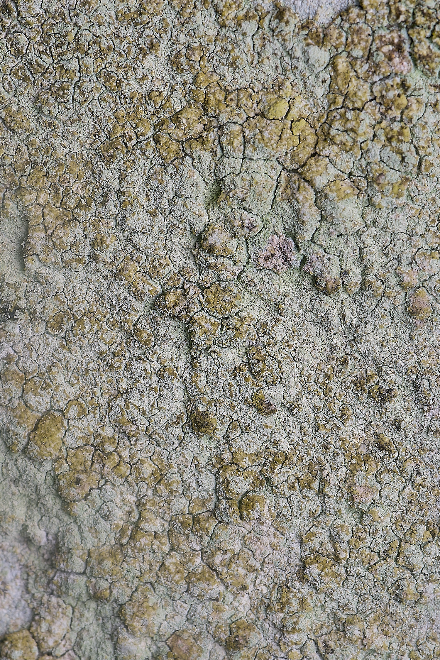 IngworthLichen1060225-3