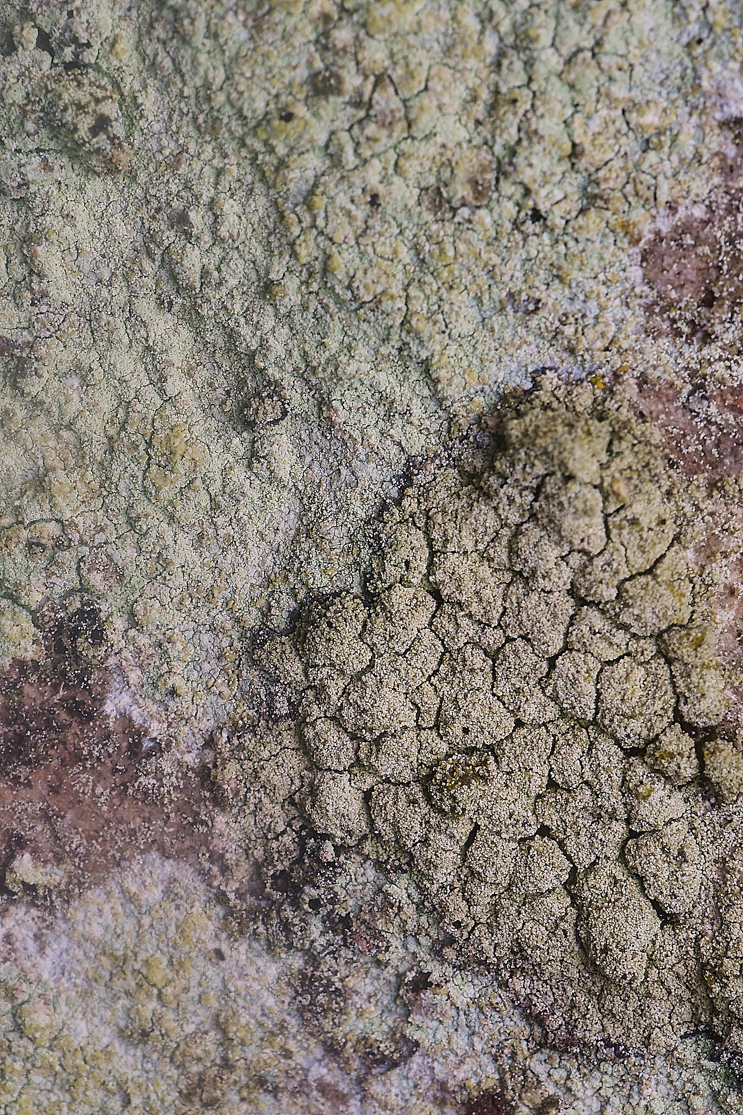 IngworthLichen1060225-4
