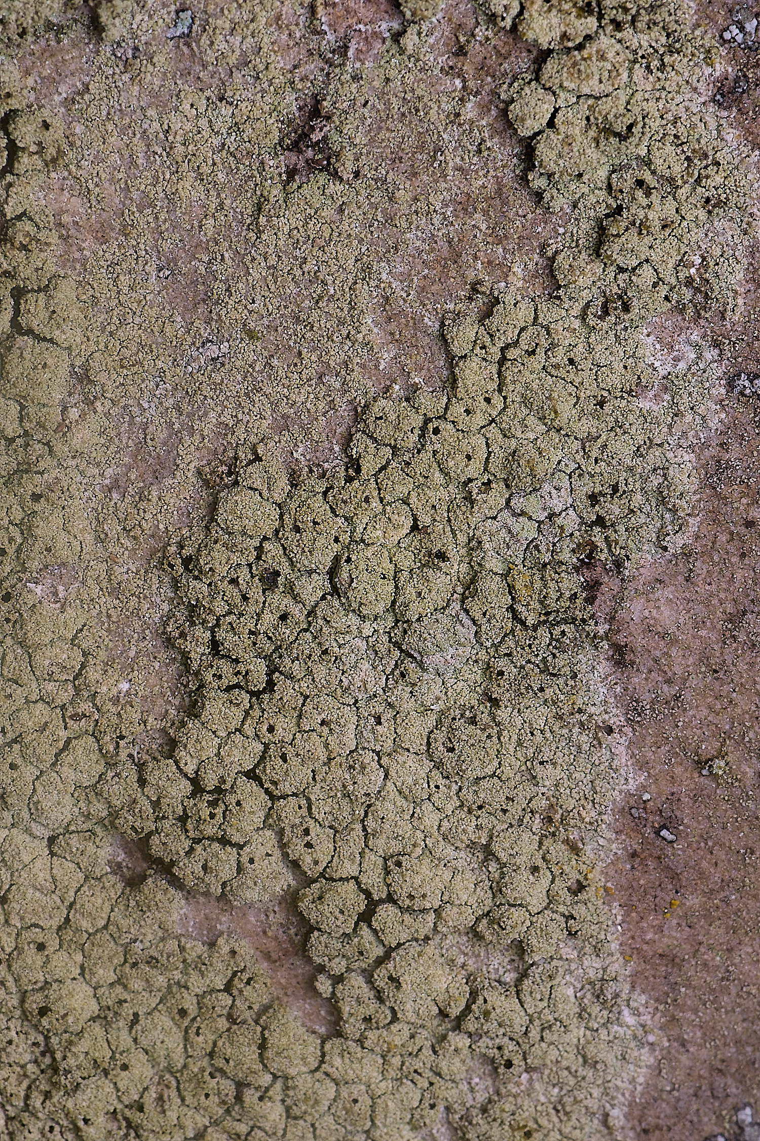 IngworthLichen1060225-5