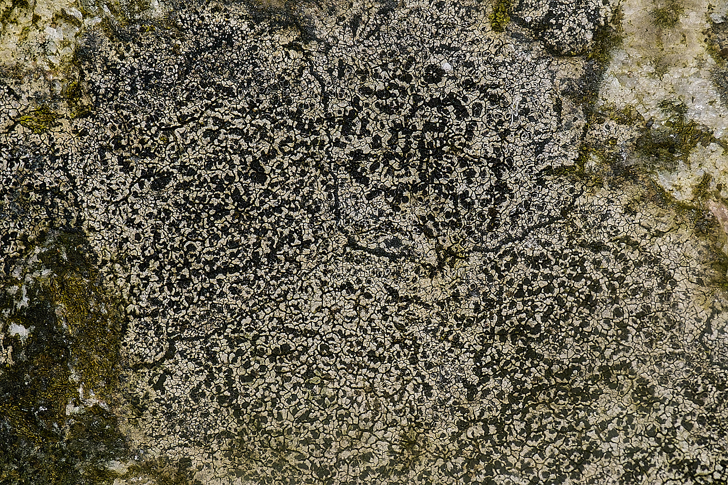 IngworthLichen11210125-1