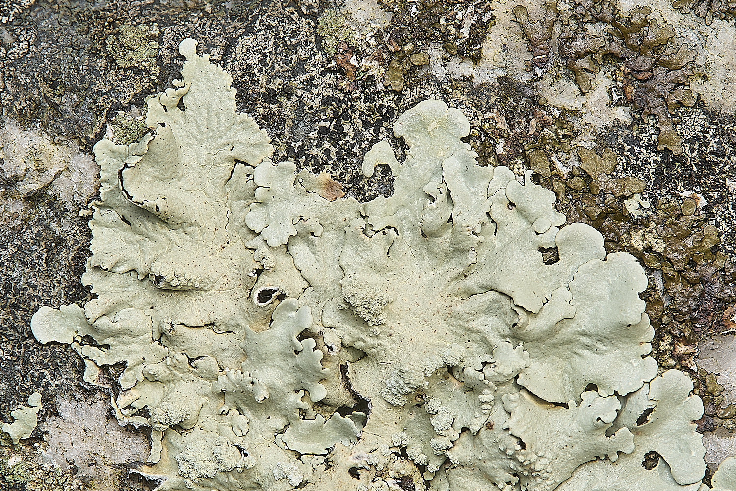 IngworthLichen11290125-1