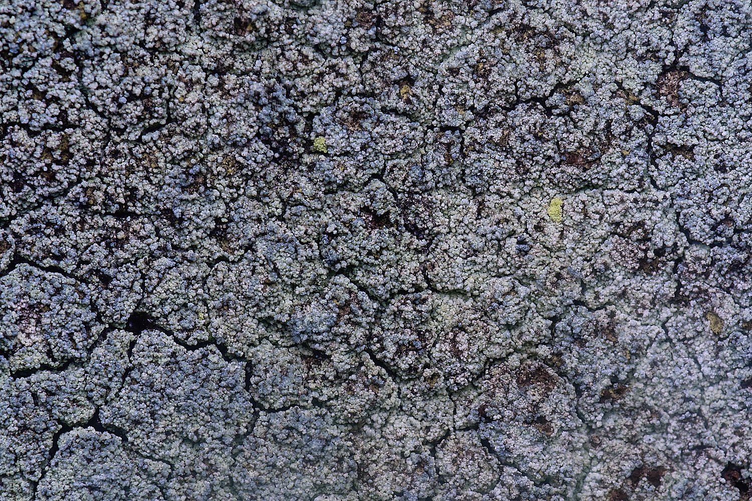 IngworthLichen12060225-1