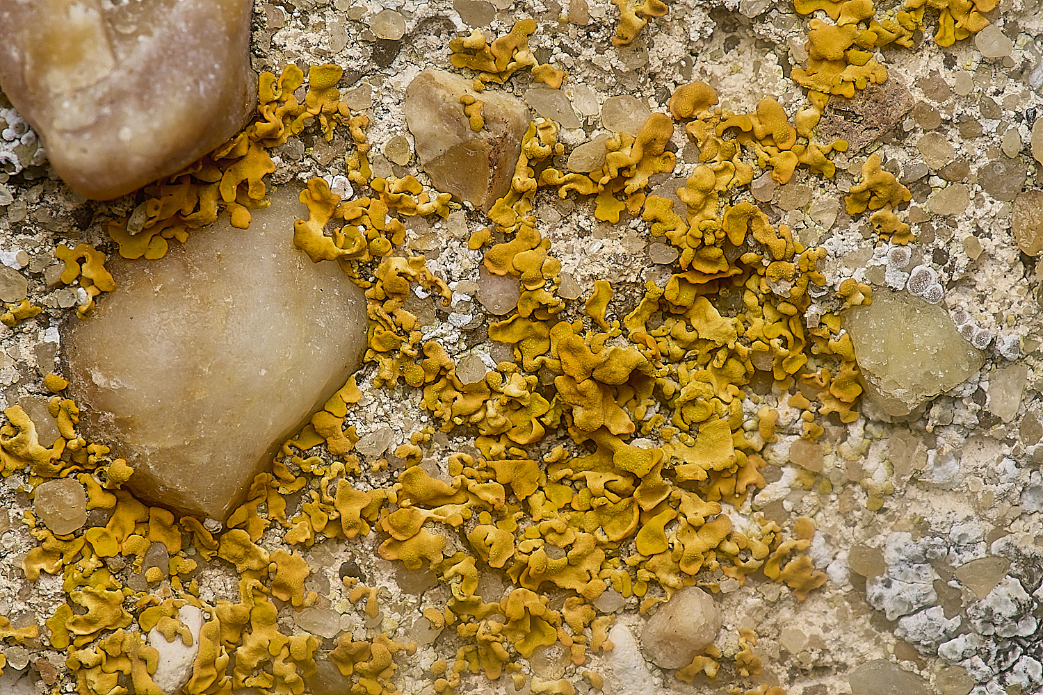 IngworthLichen1210125-1