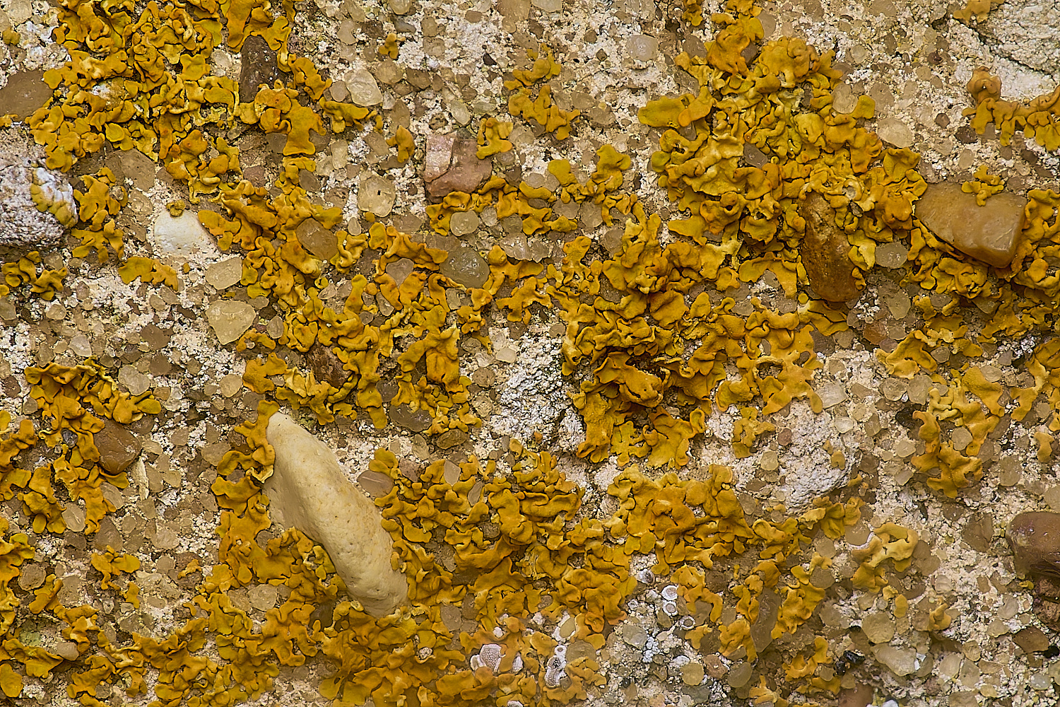 IngworthLichen1210125-2