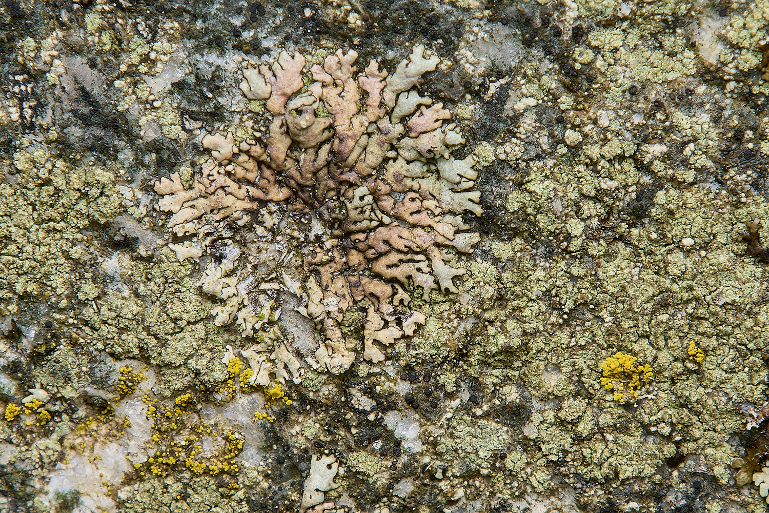 IngworthLichen12290125-1