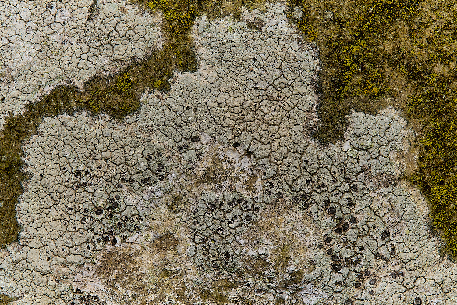 IngworthLichen1290125-1