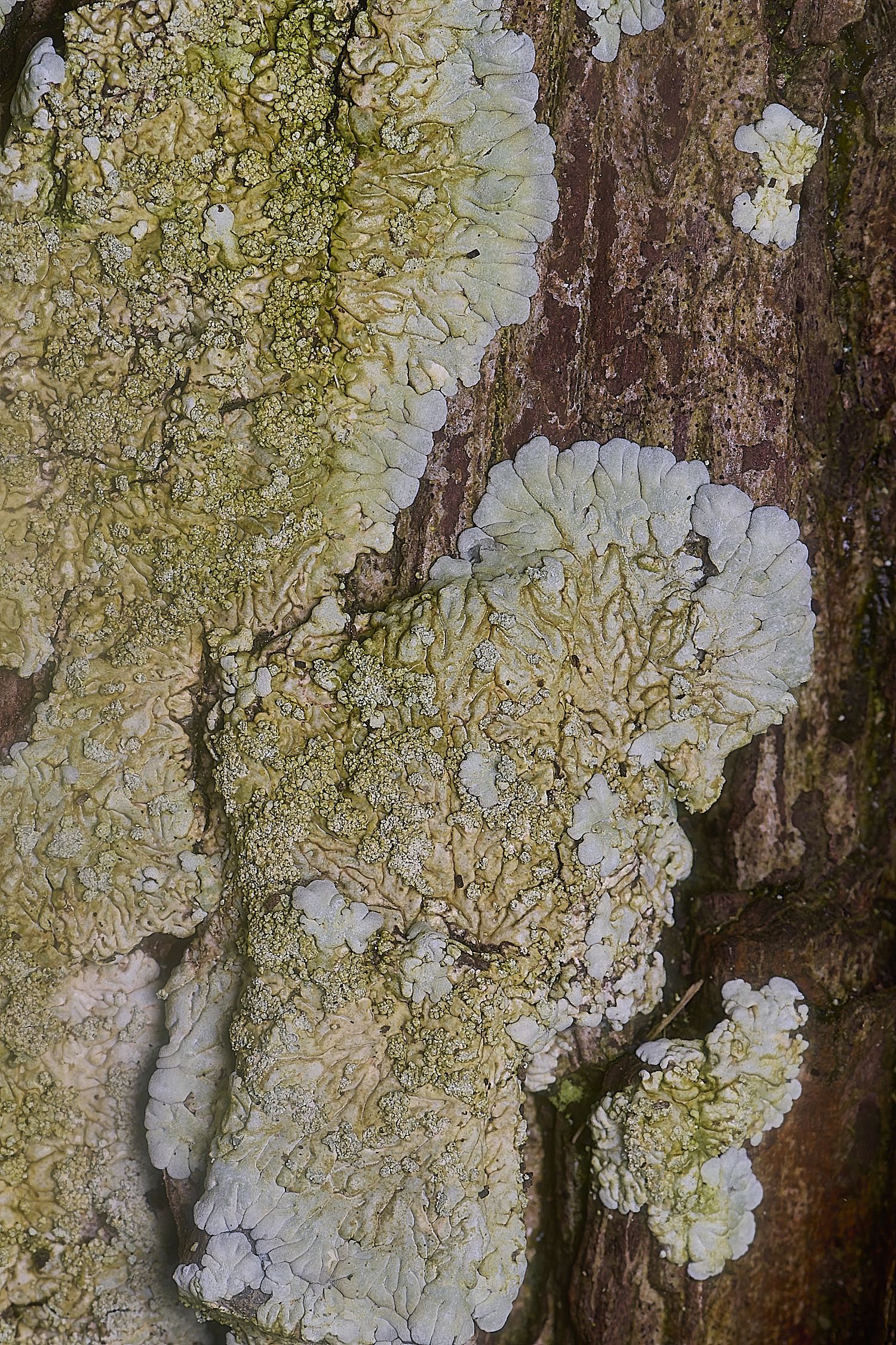 IngworthLichen13060225-1