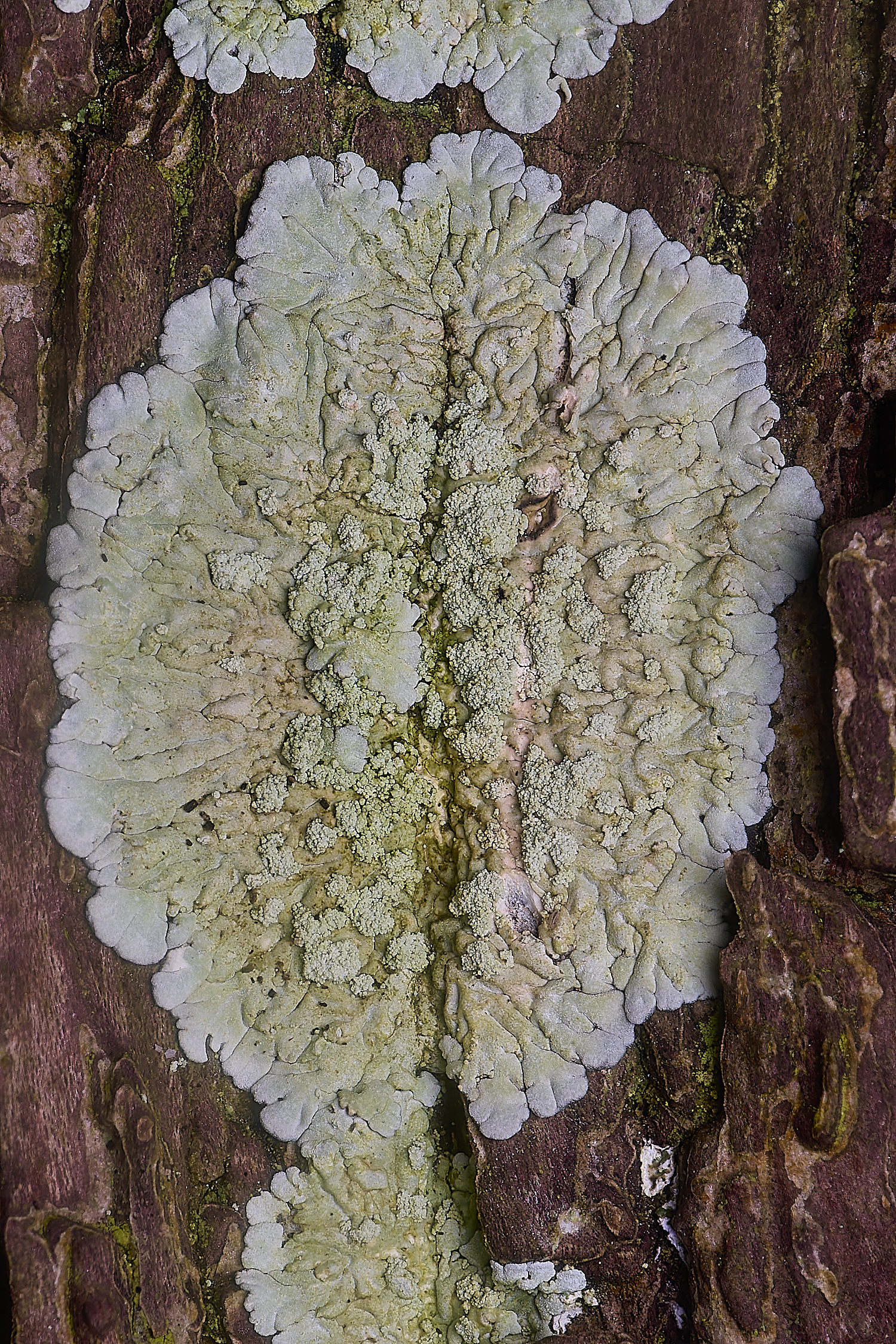 IngworthLichen13060225-2